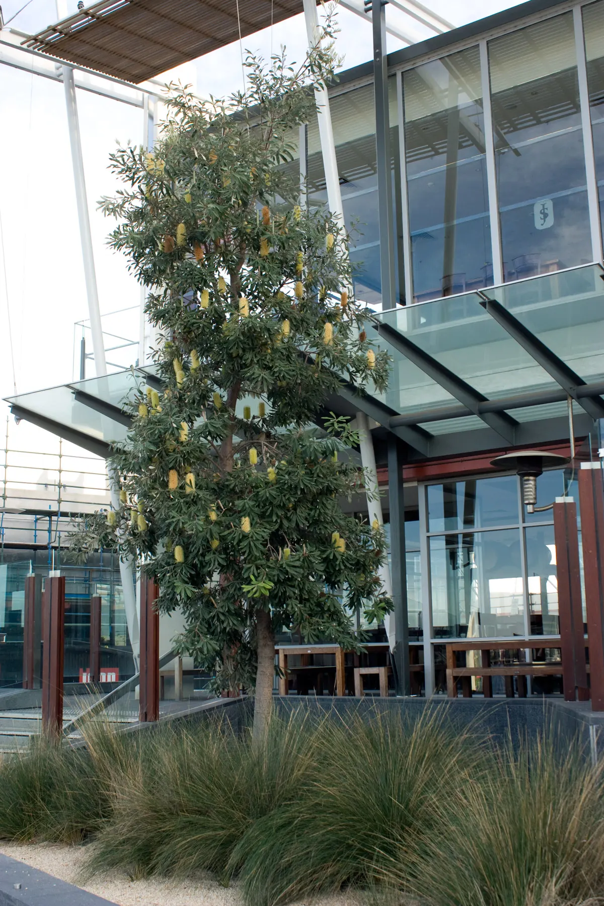 Coast Banksia (Banksia Integrifolia) — This makes it a sustainable choice that adds both ecological value and aesthetic appeal to any garden, image 78