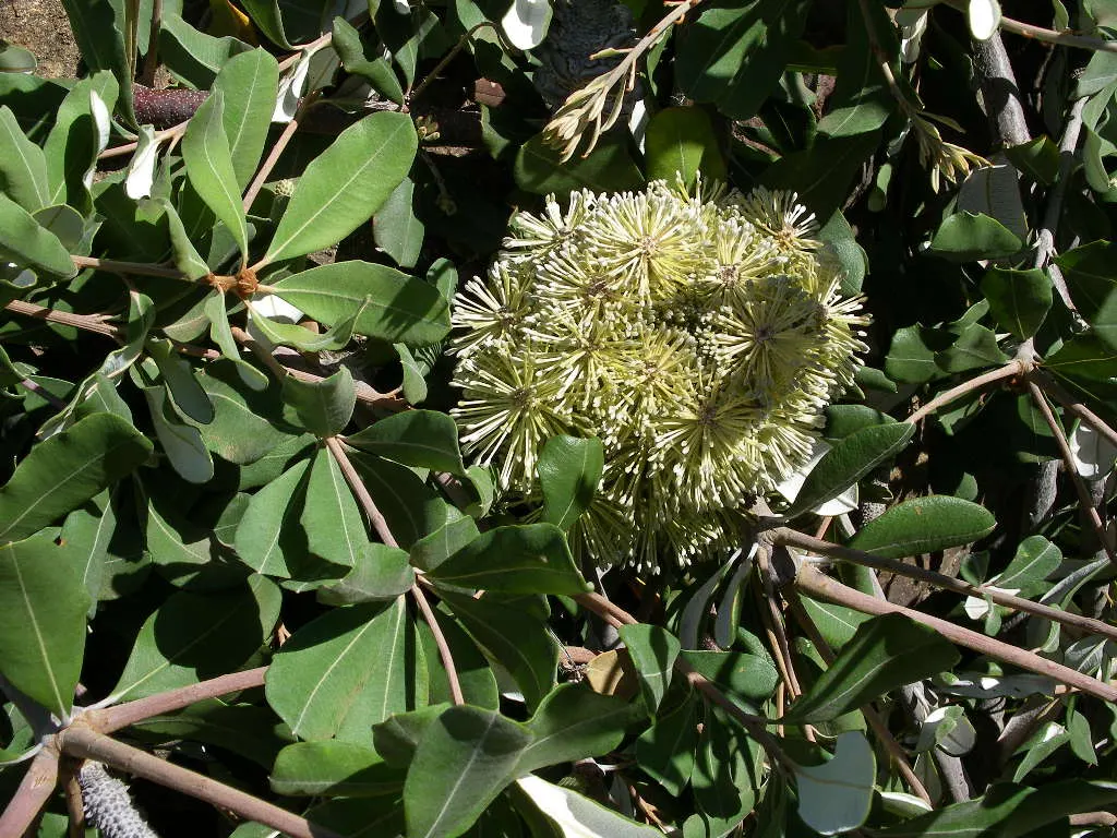 Coast Banksia (Banksia Integrifolia) — shrub / tree with yellow blooms; these blossoms are pale yellow to greenish in hue and can reach up to 4, image 80