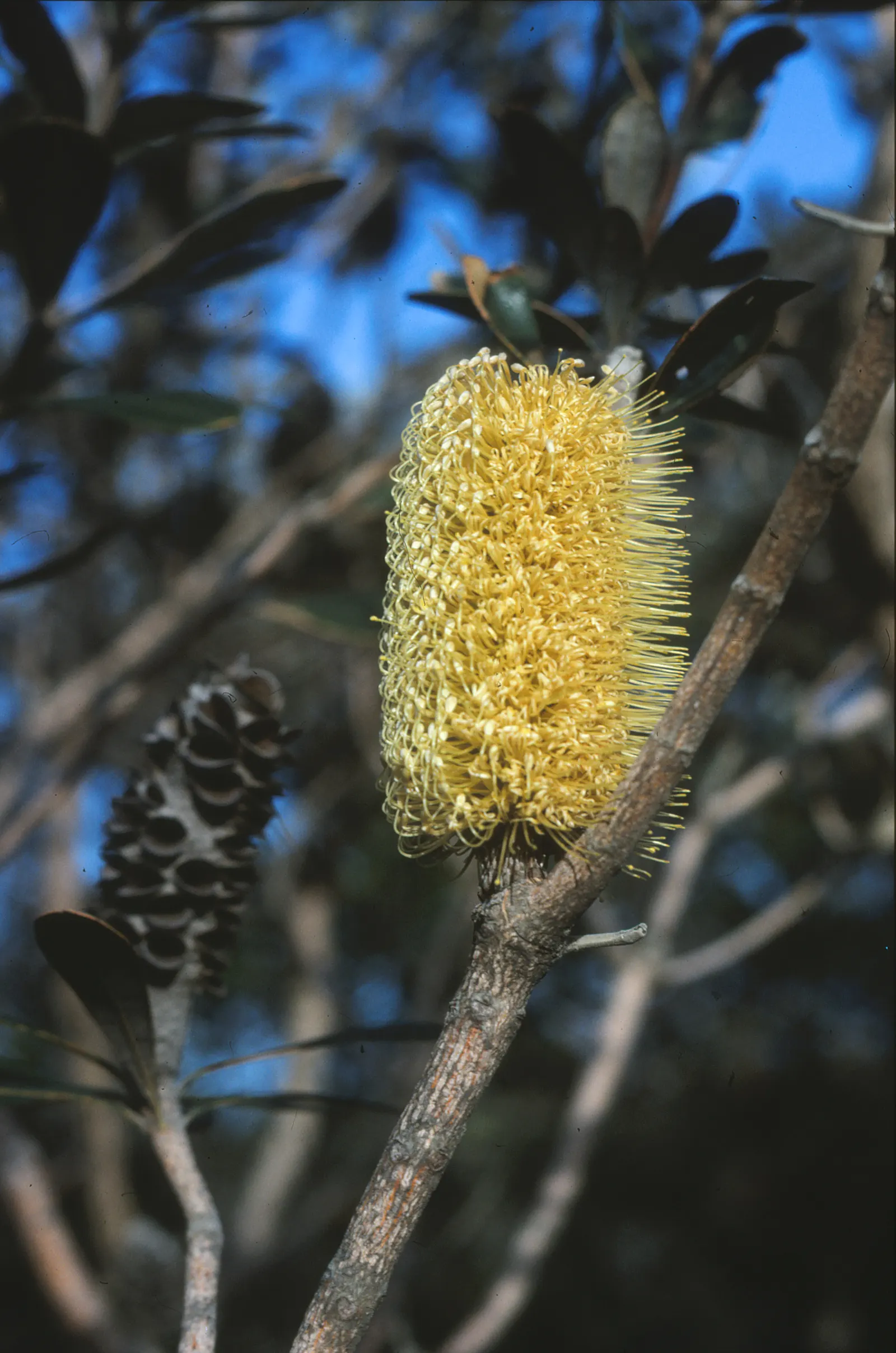 Coast Banksia (Banksia Integrifolia) — It reaches 49-98 feet tall, displaying dark green leaves with silver undersides
