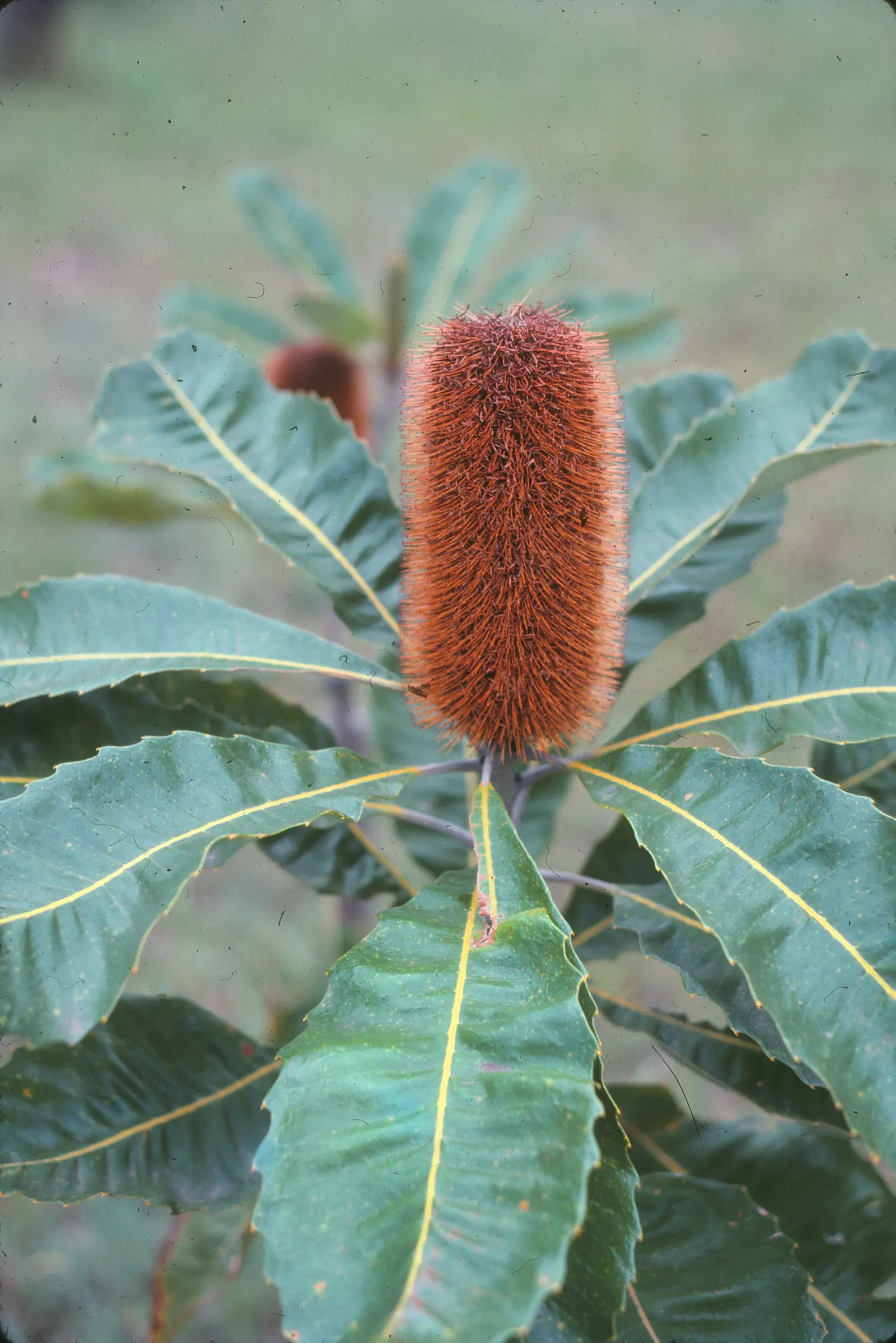 Coast Banksia (Banksia Integrifolia) — Adaptable to various climates, it tolerates salt spray, making it ideal for coastal landscapes, image 32
