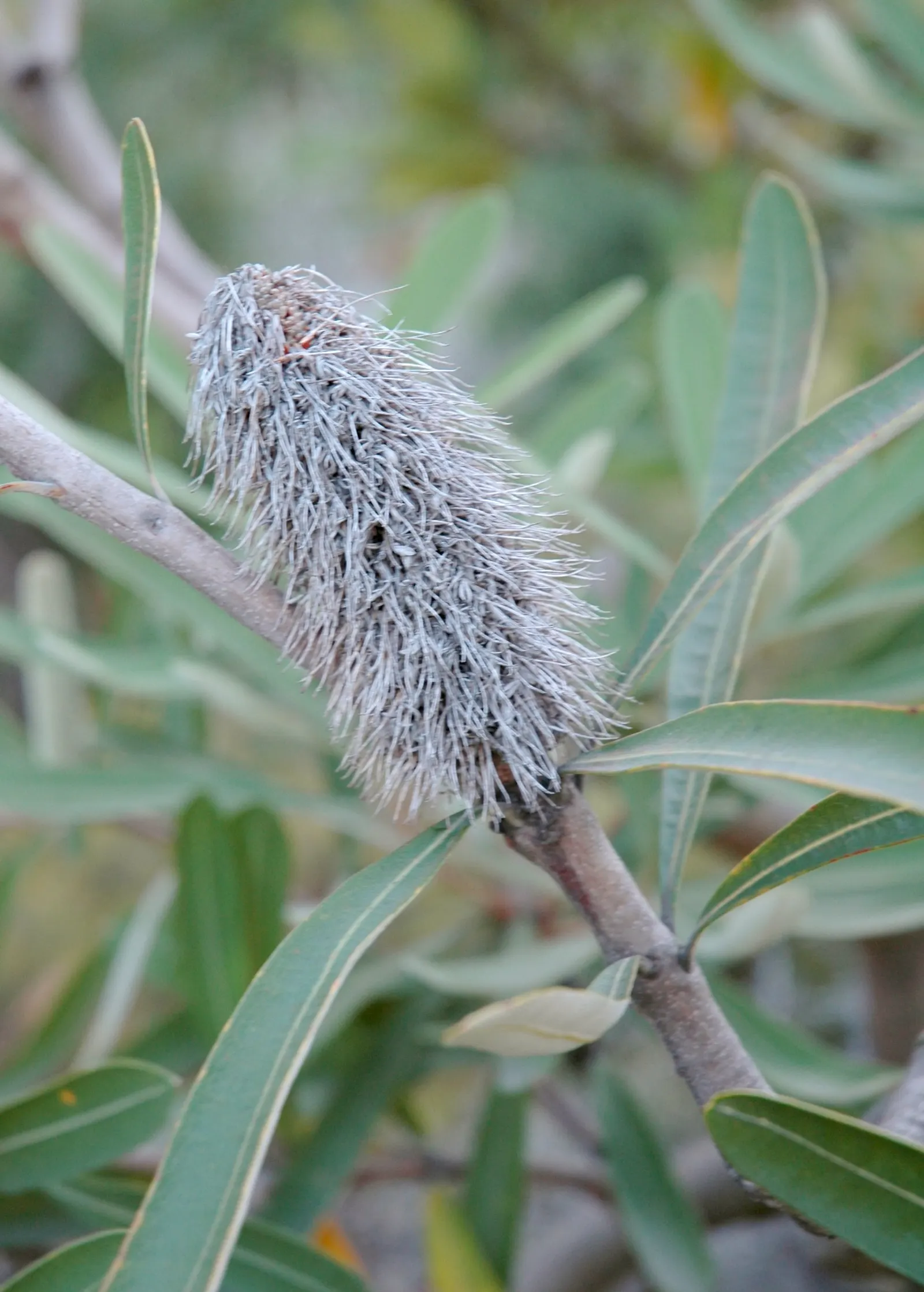 Coast Banksia (Banksia Integrifolia) — scientifically known as Banksia integrifolia; showcasing a bountiful source of nectar that attracts a wide, image 115