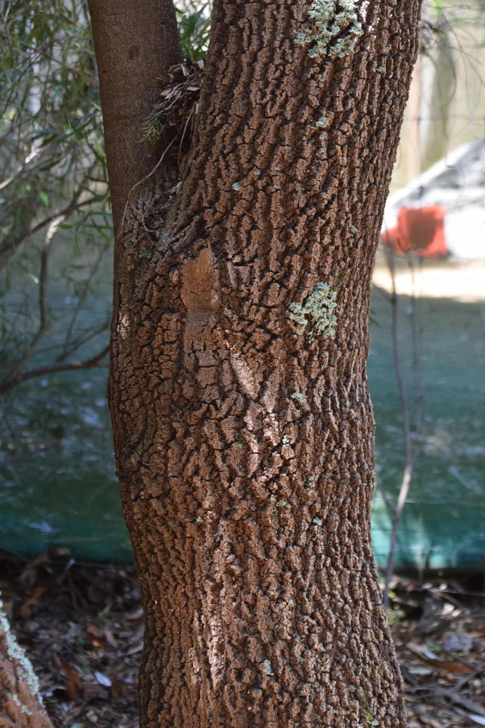 Coast Banksia (Banksia Integrifolia) — measuring 2 to 4 inches in length; it is resilient to salt spray and wind, making it an excellent choice for, image 123