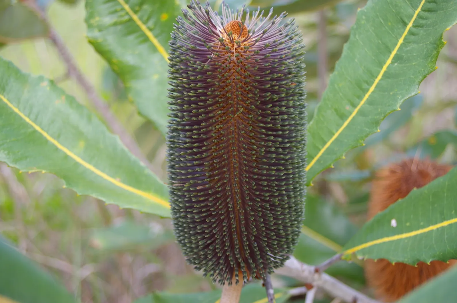 Coast Banksia (Banksia Integrifolia) — including birds and bees.<br><br>Adaptable to a range of soils