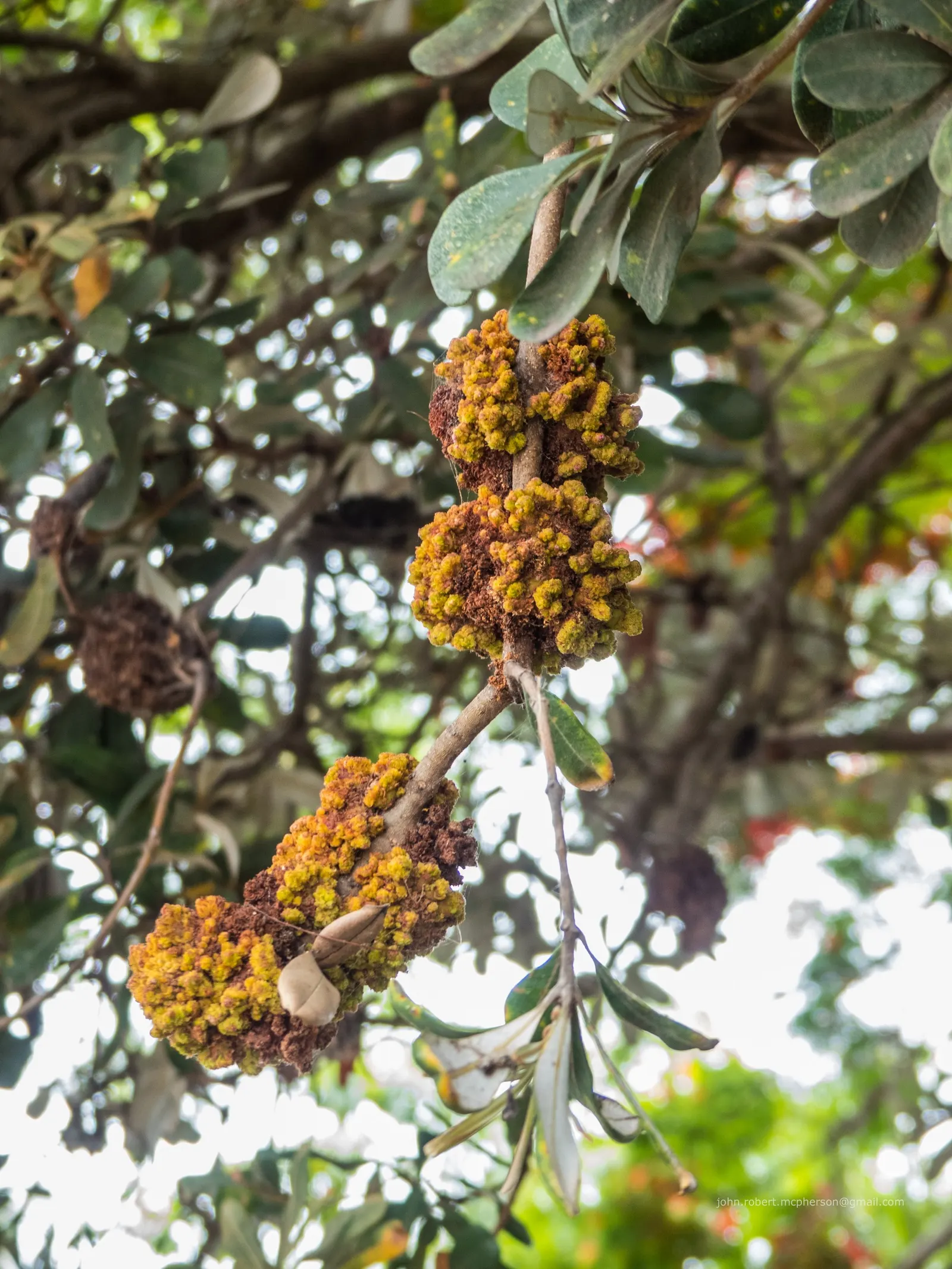 Coast Banksia (Banksia Integrifolia) — Coast Banksia (Banksia integrifolia) is a robust; its pale yellow flower spikes, 4-12 inches long, bloom in fall/spring