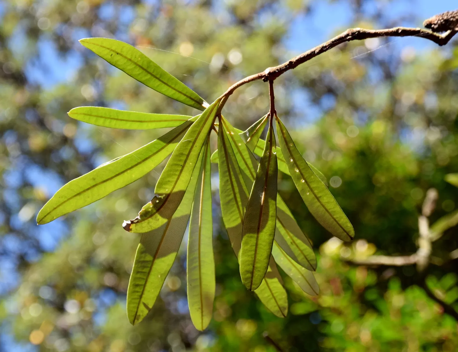 Coast Banksia (Banksia Integrifolia) — They are elongated and leathery