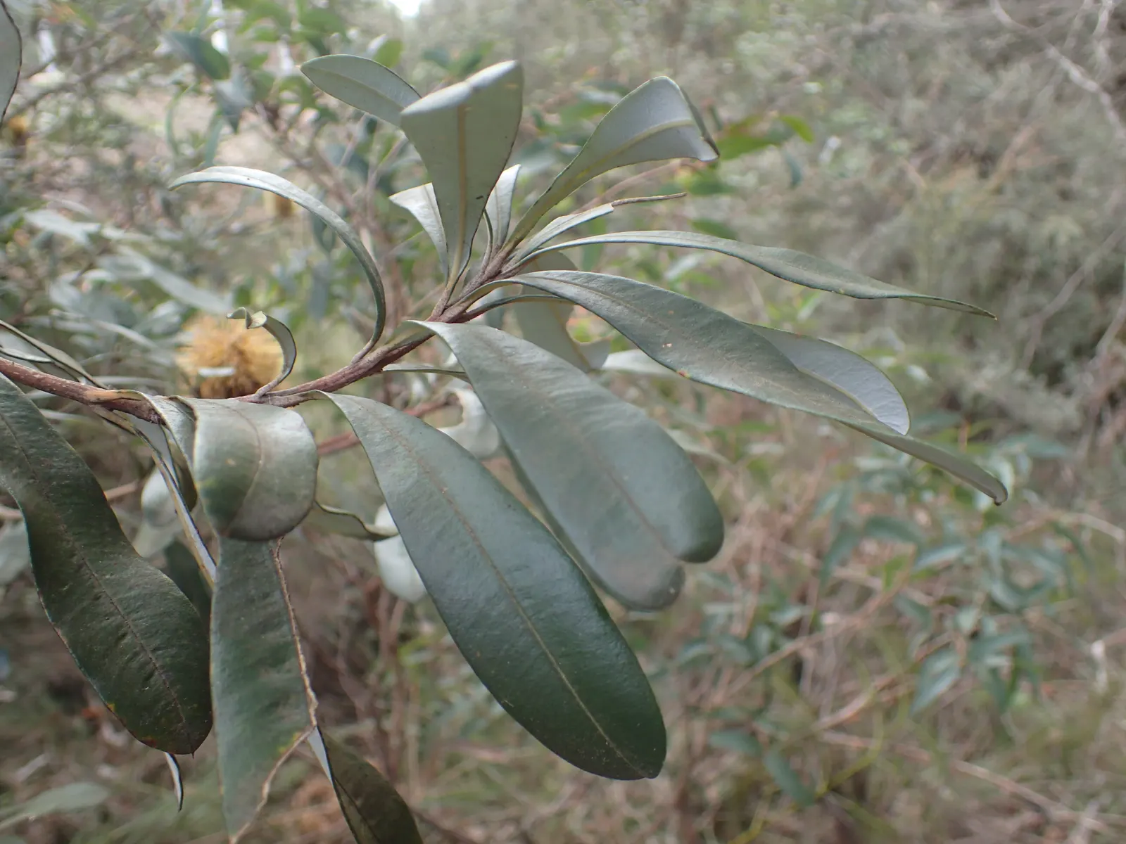 Coast Banksia (Banksia Integrifolia) — Provides year-round interest with its distinctive seed cones and textural foliage; the leaves of the Coast, image 87