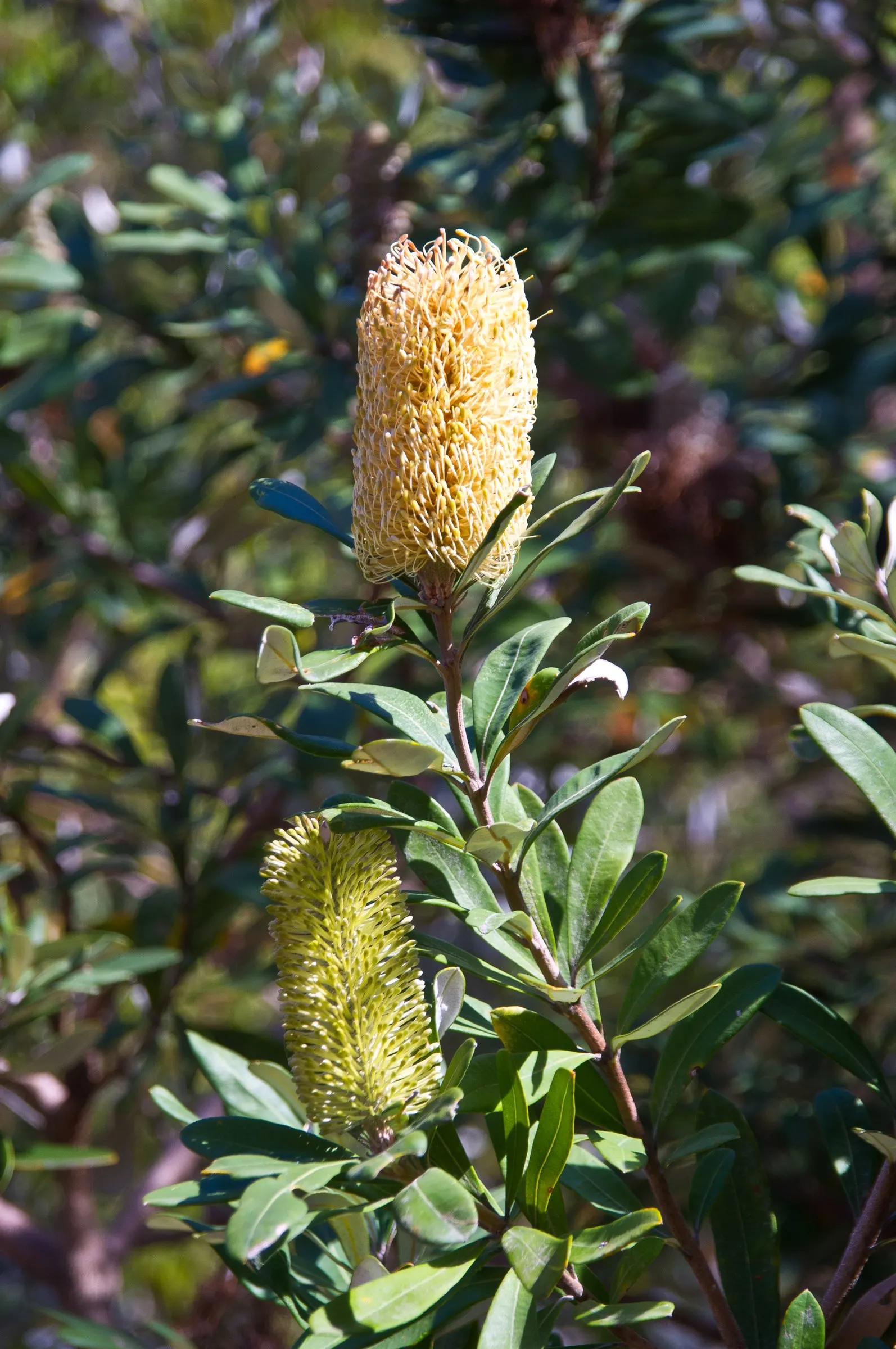 Coast Banksia (Banksia Integrifolia) — Adaptable to various climates, it tolerates salt spray, making it ideal for coastal landscapes, image 113