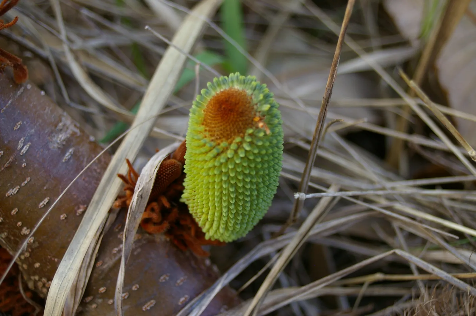 Coast Banksia (Banksia Integrifolia) — shrub / tree with yellow blooms; these blossoms are pale yellow to greenish in hue and can reach up to 4, image 134