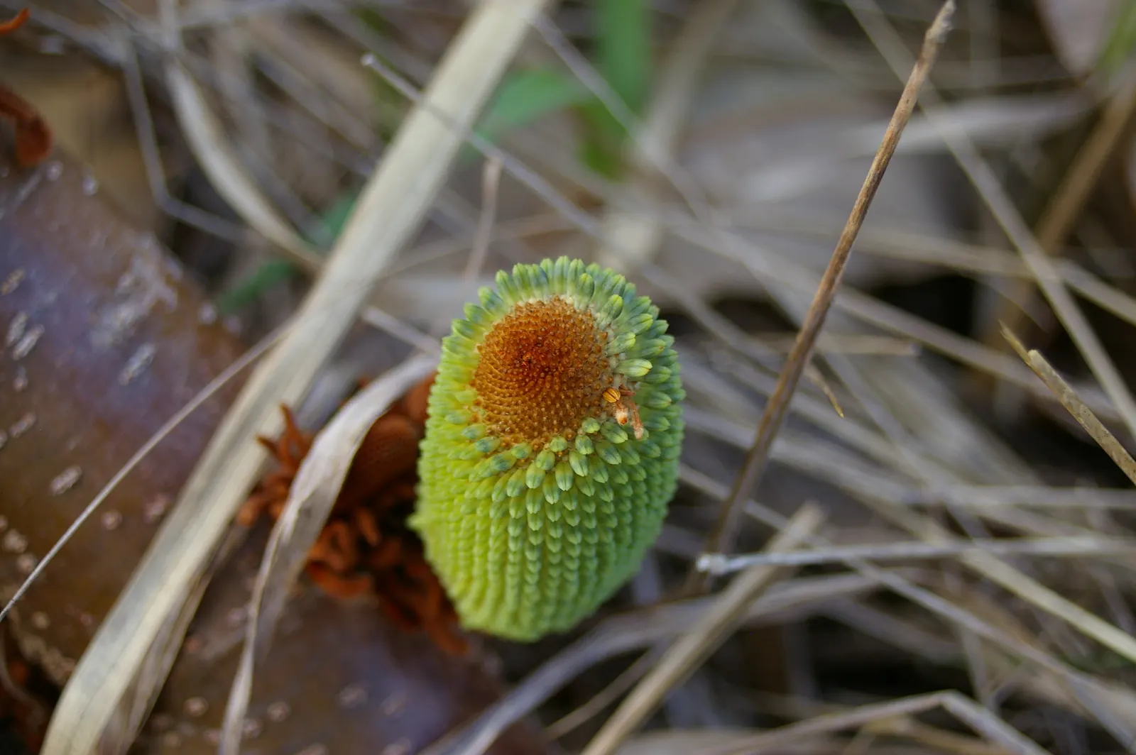 Coast Banksia (Banksia Integrifolia) — These blossoms are pale yellow to greenish in hue and can reach up to 4 inches in length; is a robust and, image 125