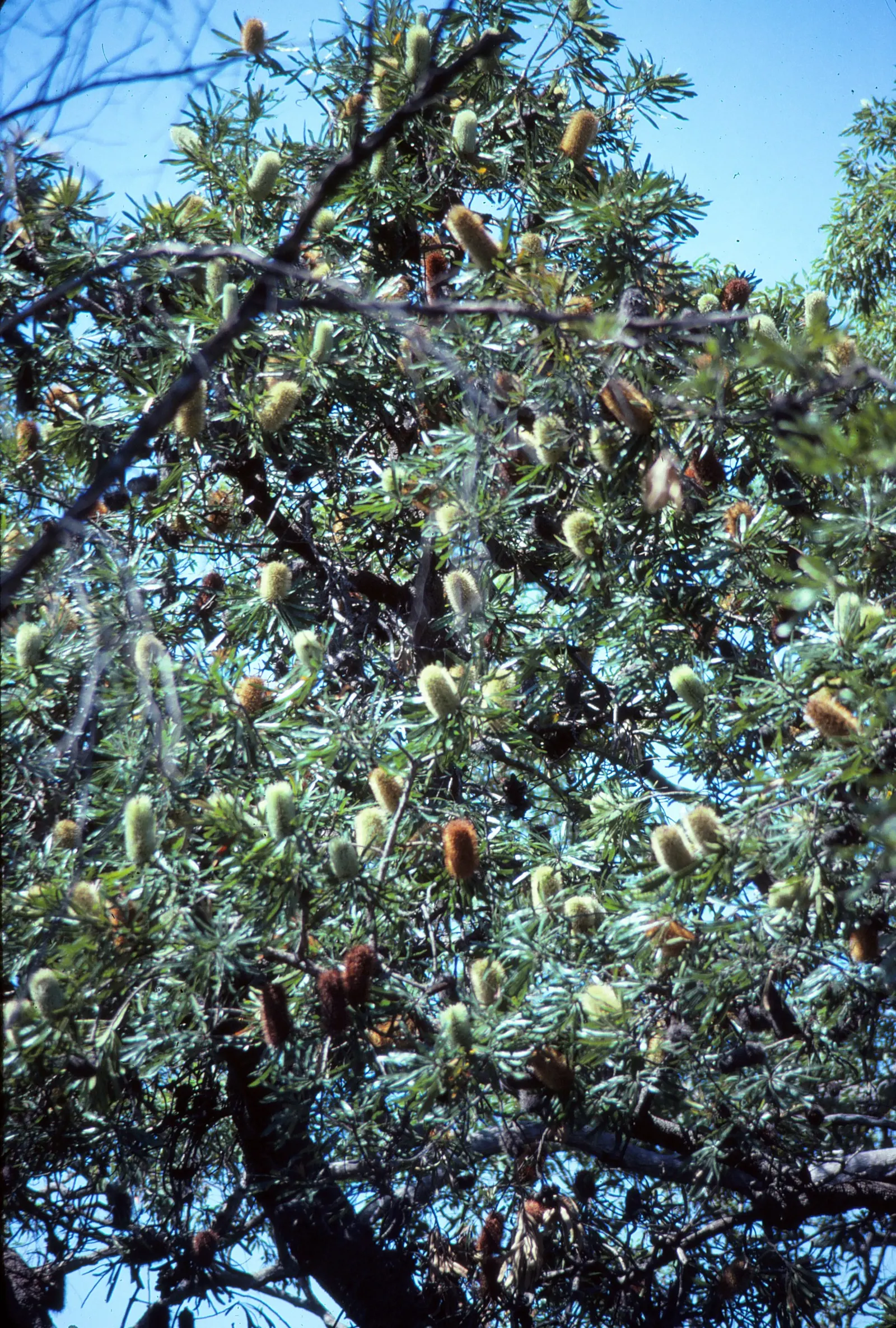 Coast Banksia (Banksia Integrifolia) — They are elongated and leathery, image 41