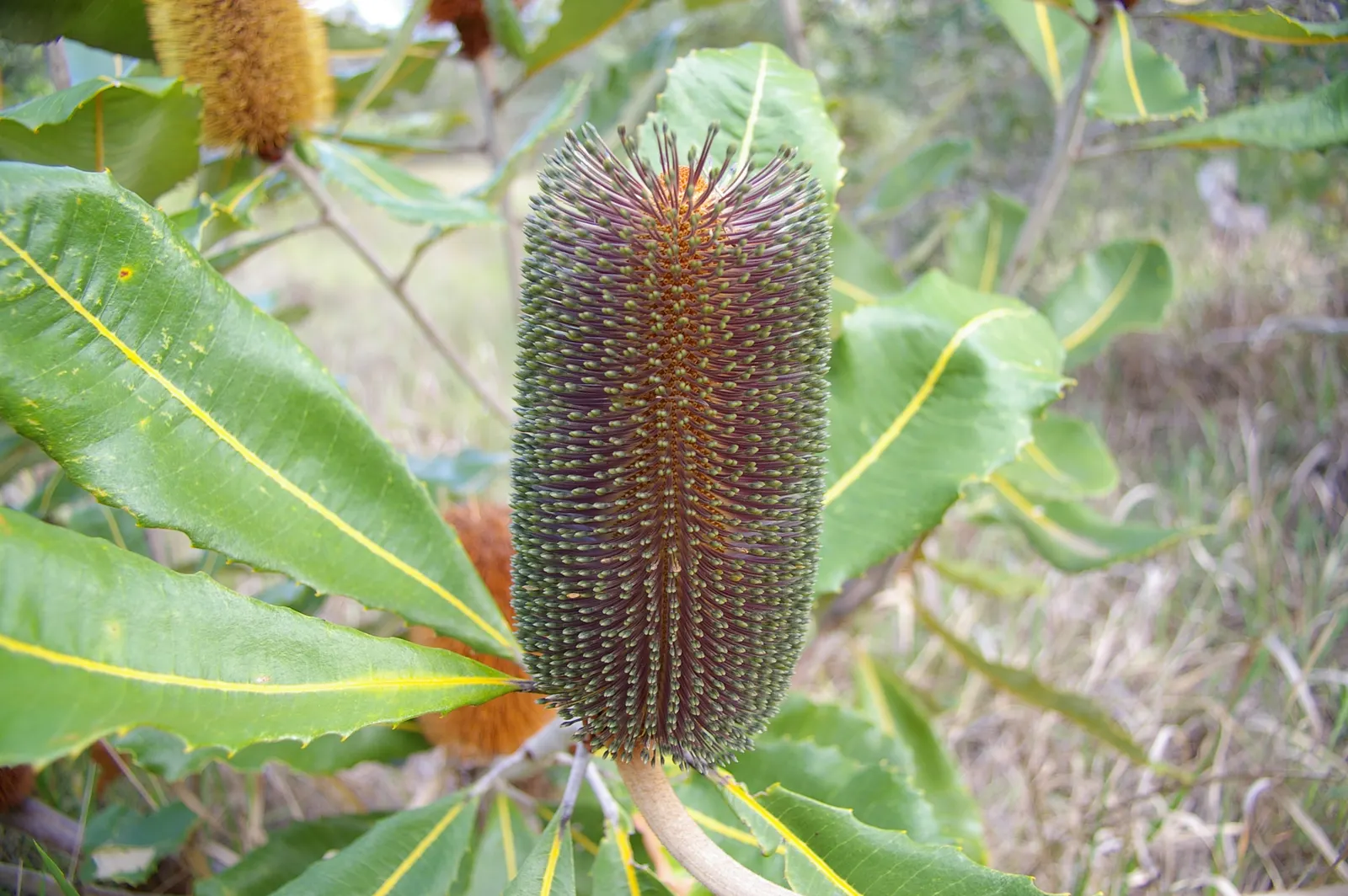 Coast Banksia (Banksia Integrifolia) — yellow flowers in the garden; though in its natural habitat, image 79