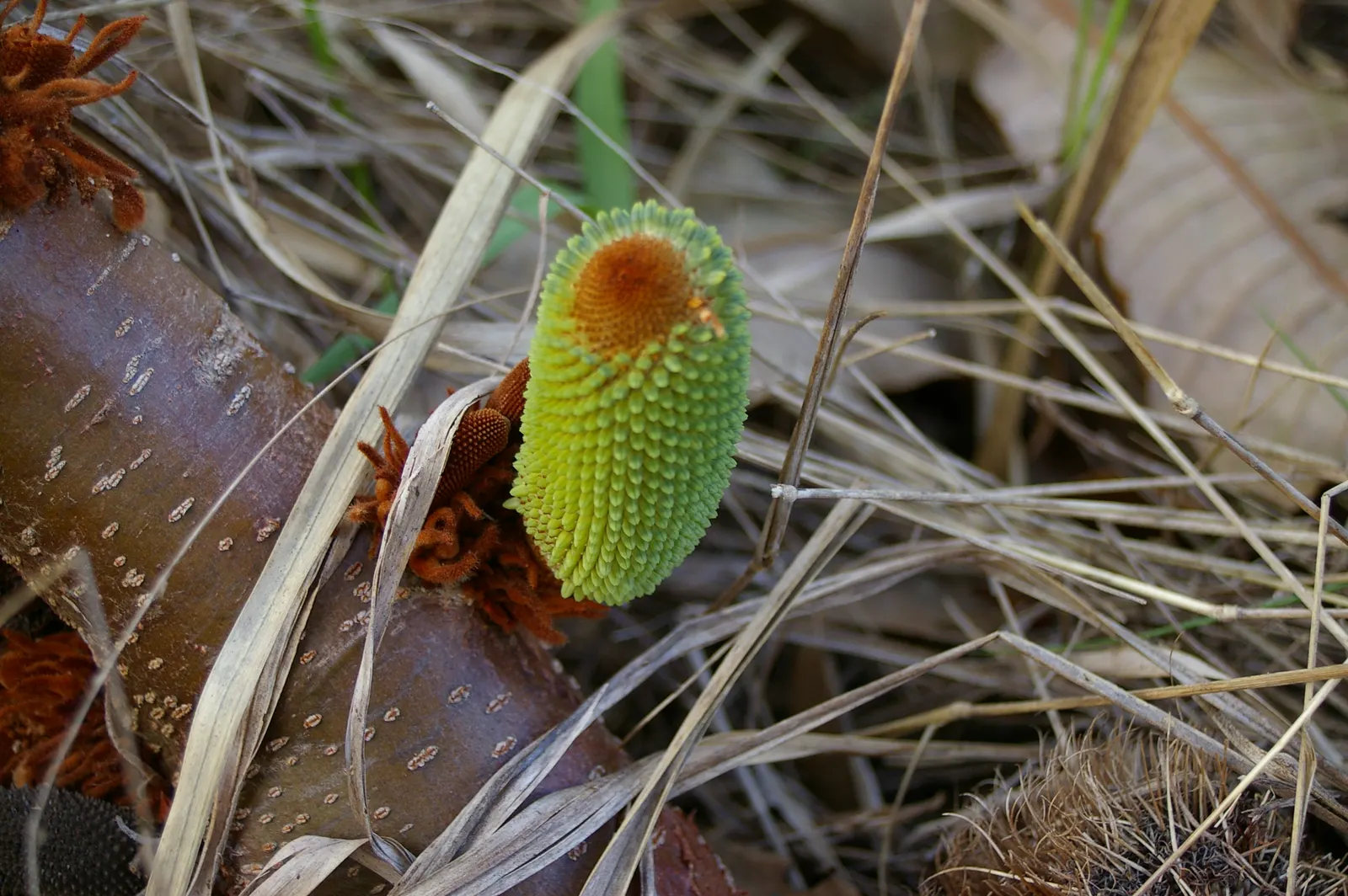 Coast Banksia (Banksia Integrifolia) — shrub / tree with yellow blooms; these blossoms are pale yellow to greenish in hue and can reach up to 4, image 107