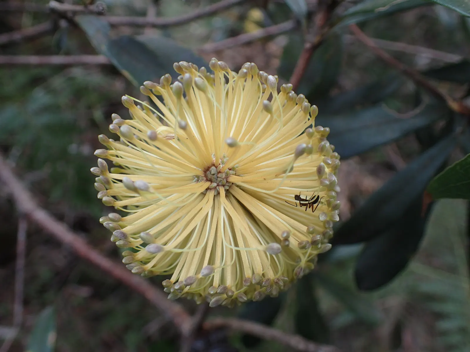 Coast Banksia (Banksia Integrifolia) — it's worth noting that Banksia integrifolia is exceptionally drought tolerant once established