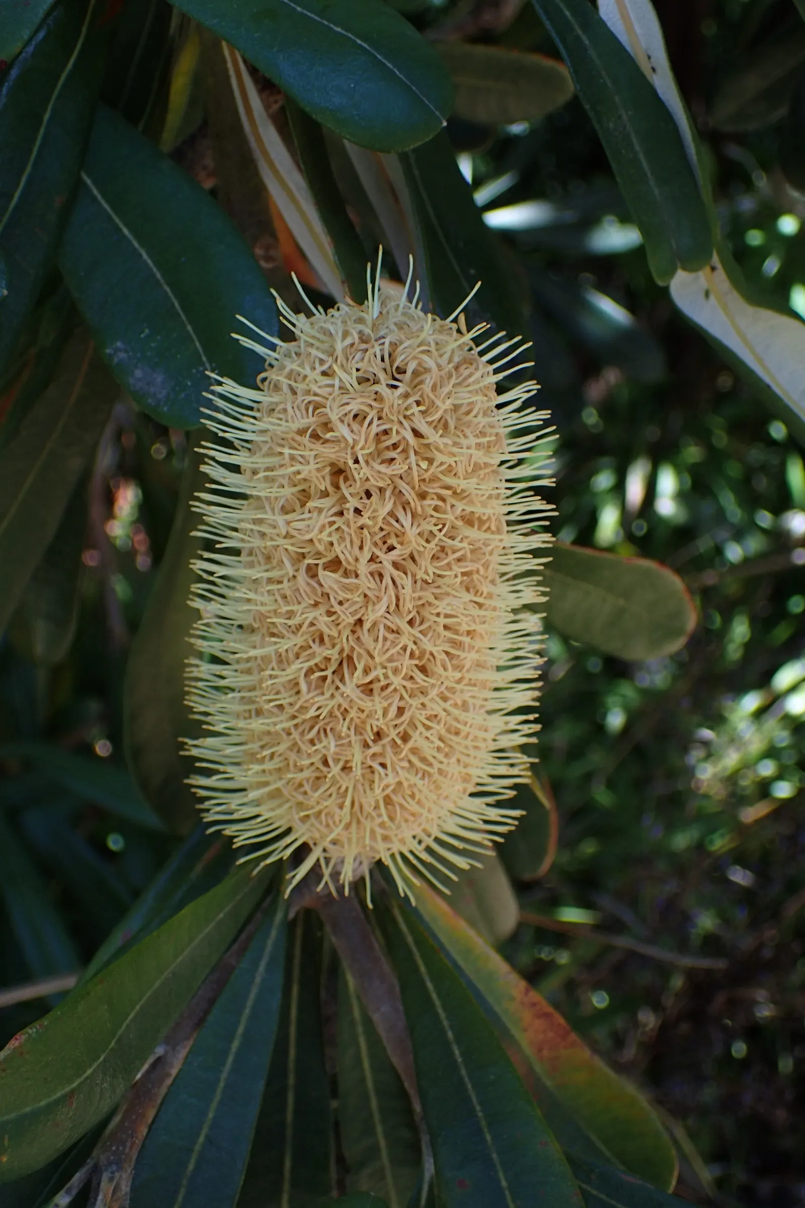 Coast Banksia (Banksia Integrifolia) — Flowering commonly occurs from late winter to midsummer; measuring 2 to 4 inches in length