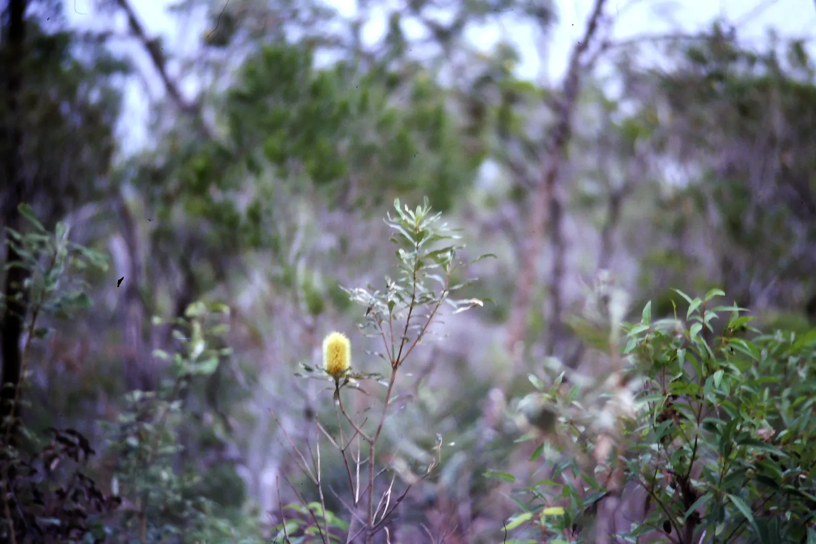 Coast Banksia (Banksia Integrifolia) — evergreen tree native to Australia