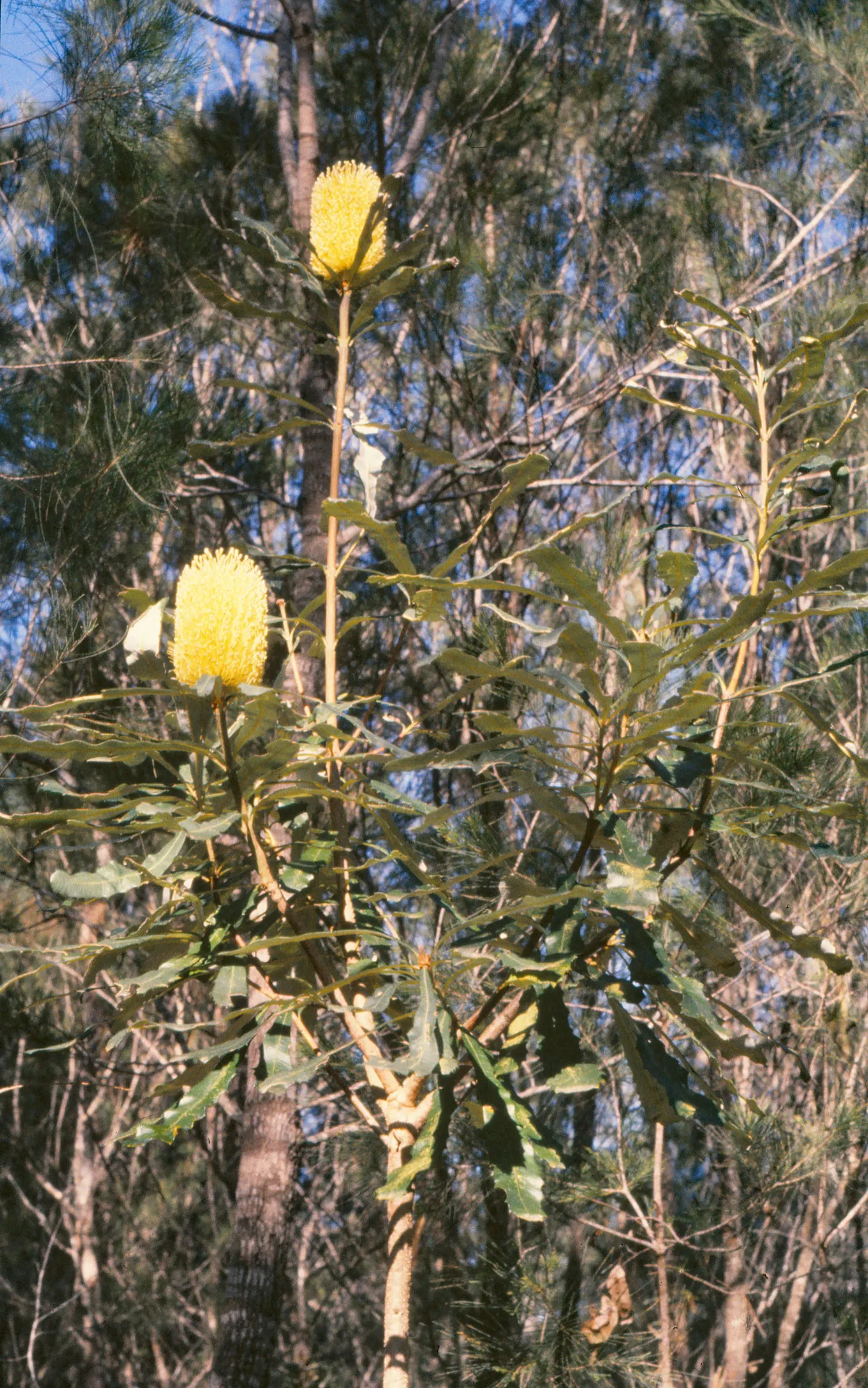 Coast Banksia (Banksia Integrifolia) — offering a striking contrast that catches the eye; scientifically known as Banksia integrifolia, image 121