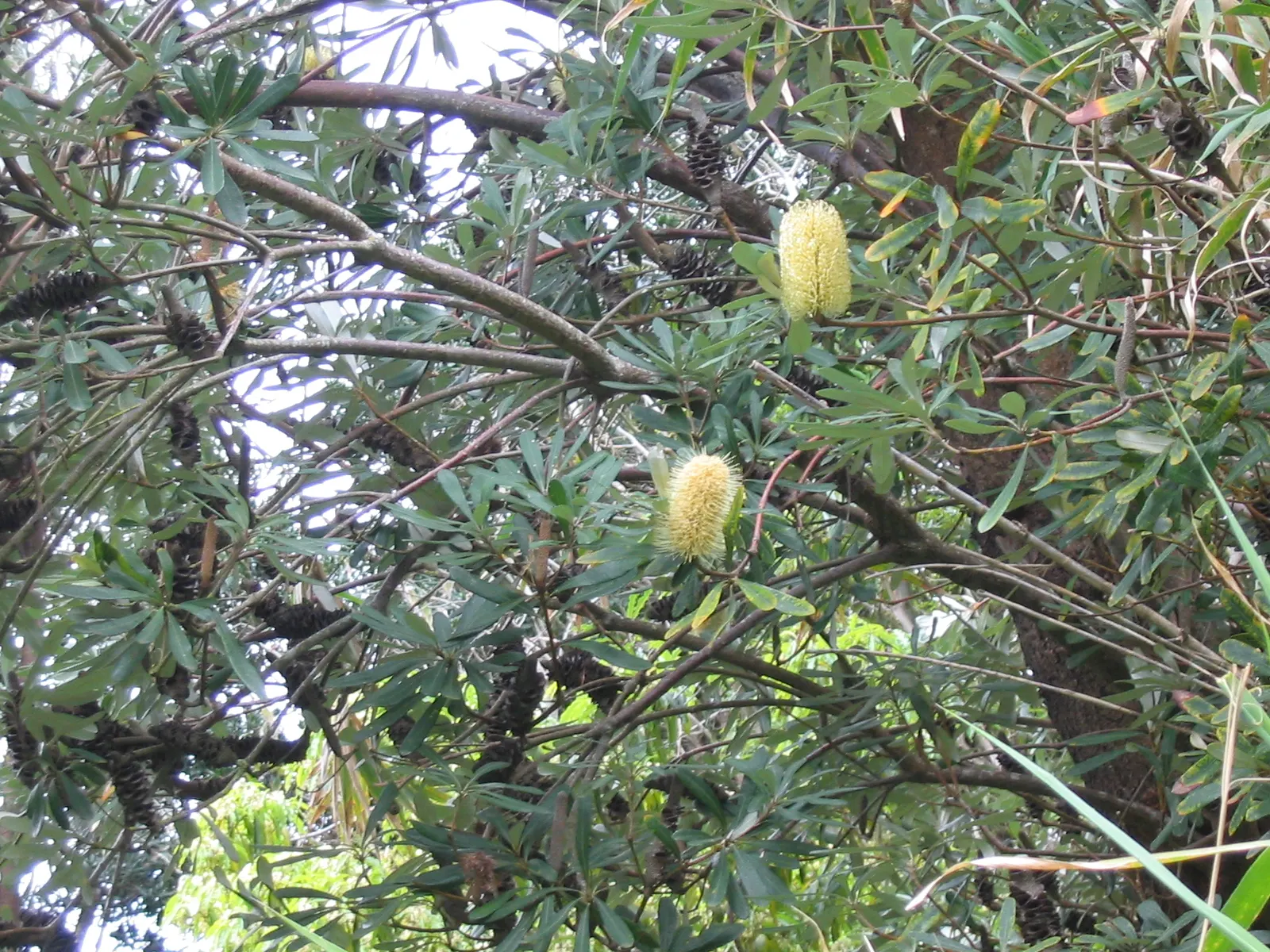 Coast Banksia (Banksia Integrifolia) — showcasing a bountiful source of nectar that attracts a wide array of pollinators; it's worth noting that, image 127
