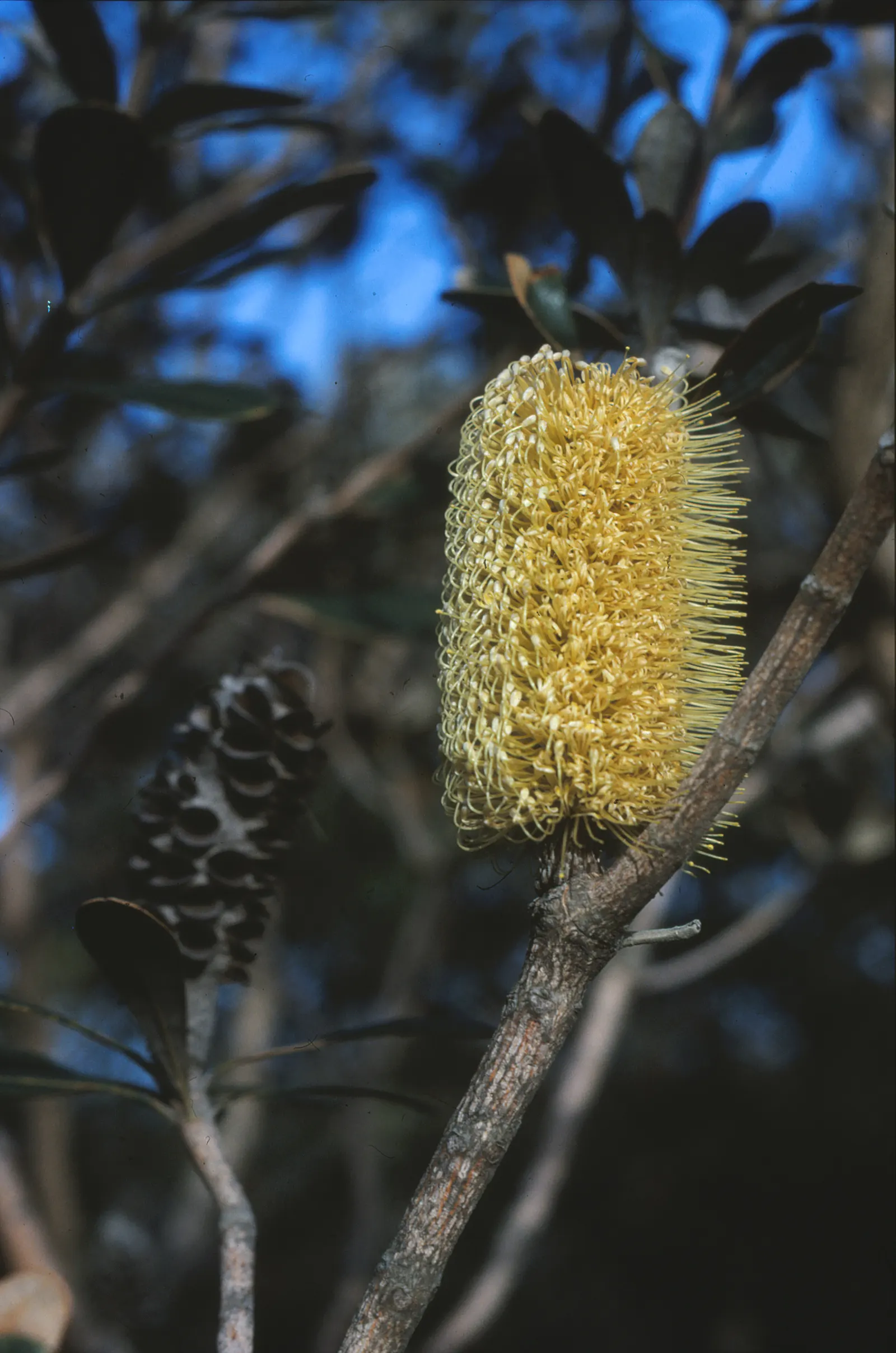 Coast Banksia (Banksia Integrifolia) — Coast Banksia (Banksia integrifolia) is a robust