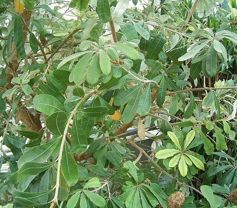 Coast Banksia (Banksia Integrifolia) — Provides year-round interest with its distinctive seed cones and textural foliage