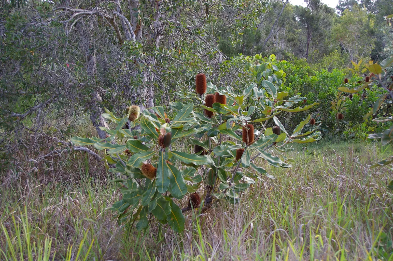 Coast Banksia (Banksia Integrifolia) — It reaches 49-98 feet tall, displaying dark green leaves with silver undersides; flowering commonly occurs, image 57