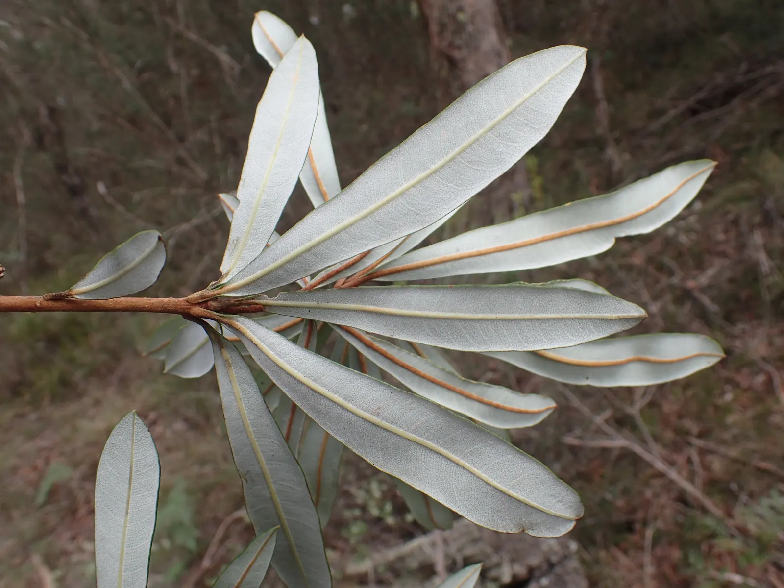 Coast Banksia (Banksia Integrifolia) — though in its natural habitat; offering a striking contrast that catches the eye