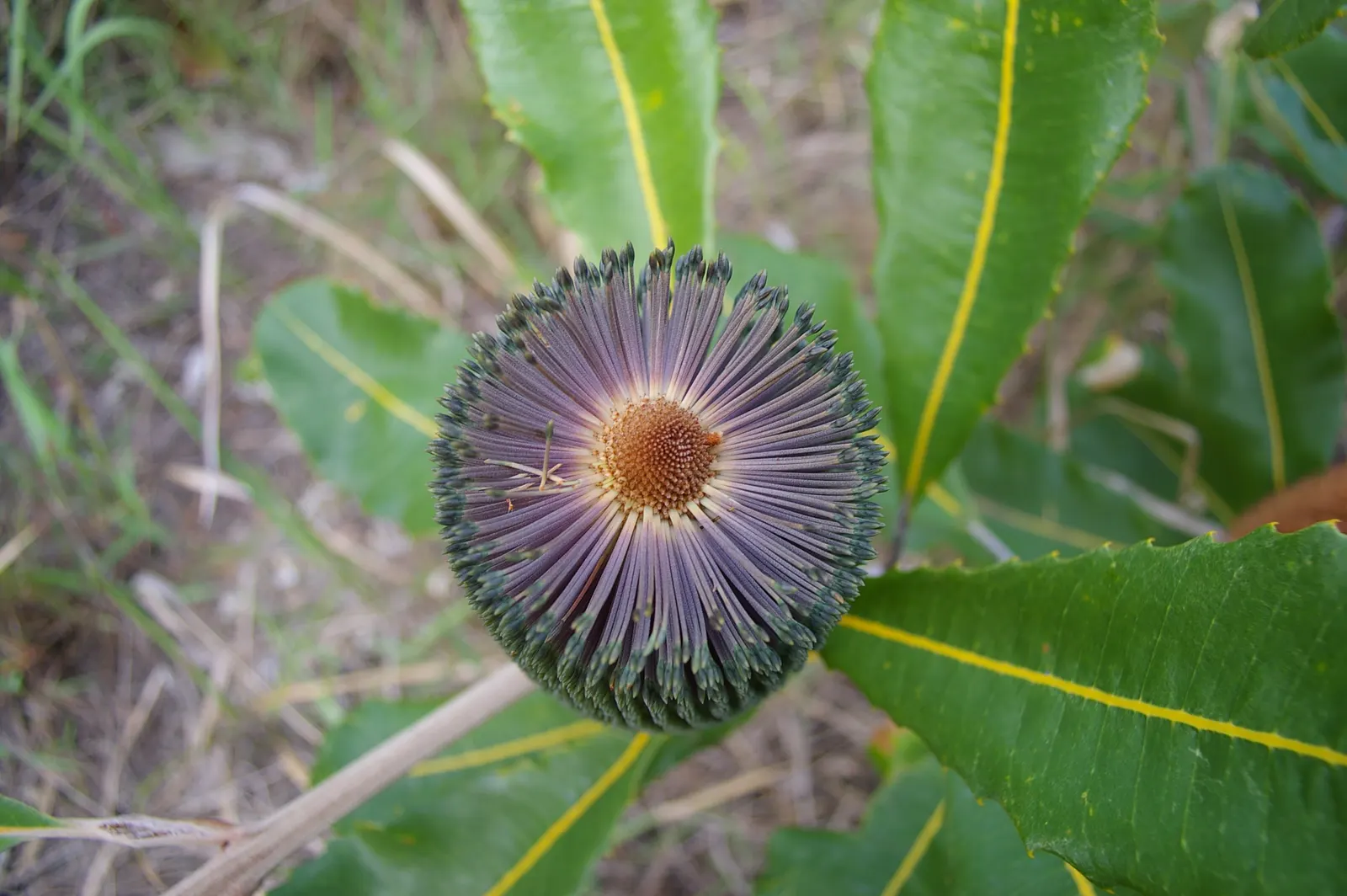 Coast Banksia (Banksia Integrifolia) — it can soar to a majestic 70 feet; including birds and bees.<br><br>Adaptable to a range of soils