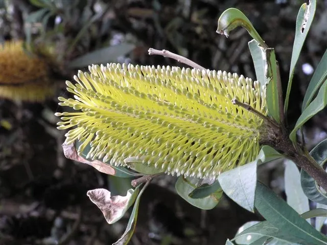 Coast Banksia (Banksia Integrifolia) — They are elongated and leathery, image 68
