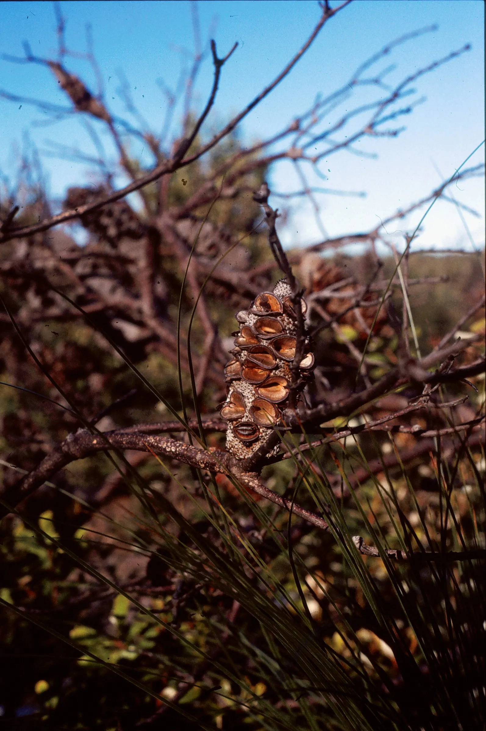 Coast Banksia (Banksia Integrifolia) — it's worth noting that Banksia integrifolia is exceptionally drought tolerant once established; which, image 130