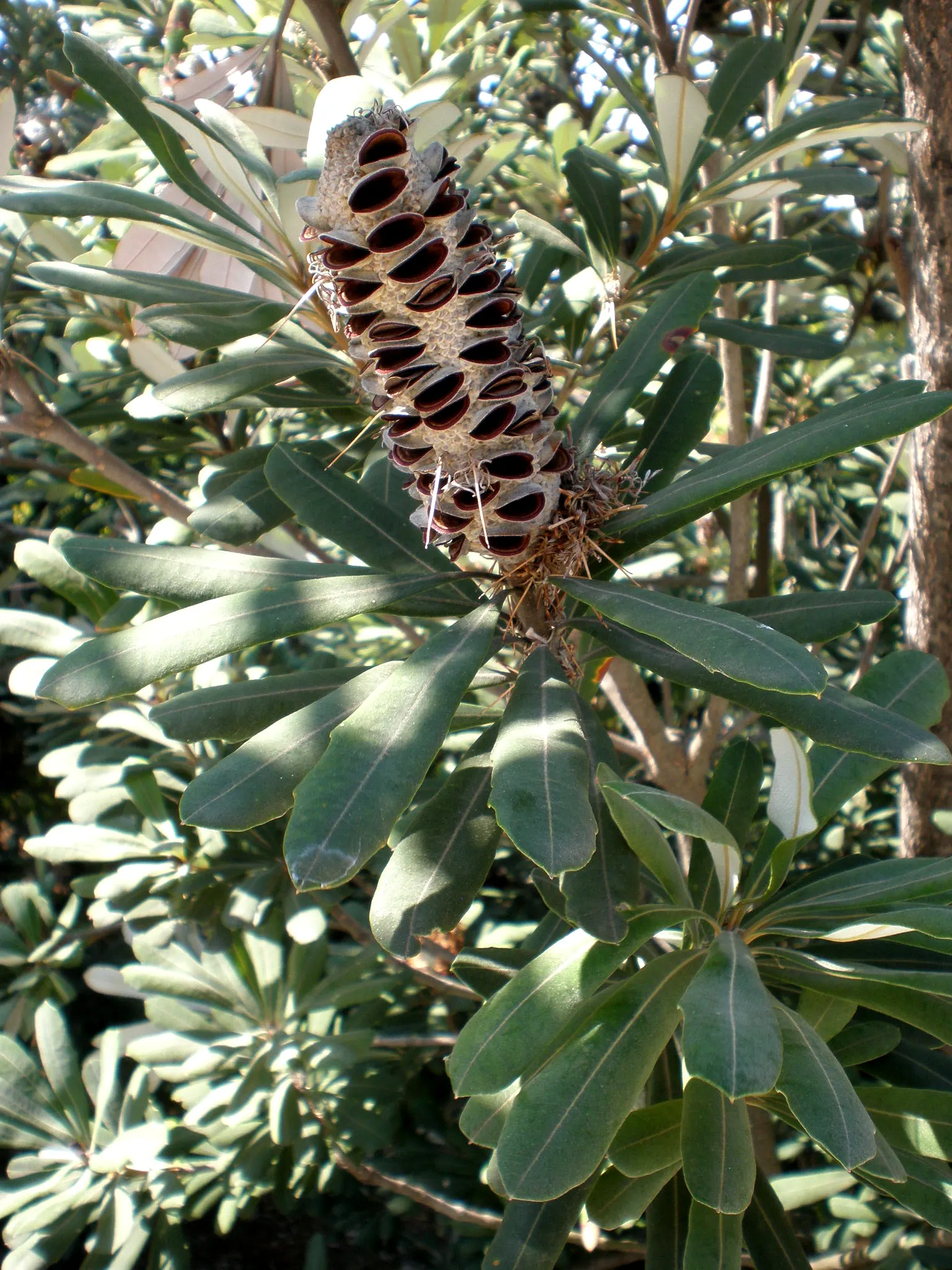 Coast Banksia (Banksia Integrifolia) — yellow flowers in the garden