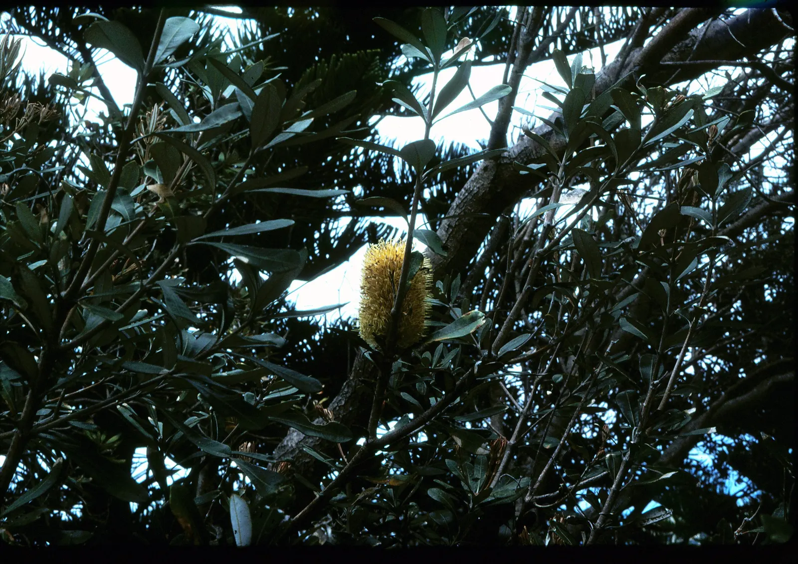 Coast Banksia (Banksia Integrifolia) — shrub / tree with yellow blooms; these blossoms are pale yellow to greenish in hue and can reach up to 4 inches in length