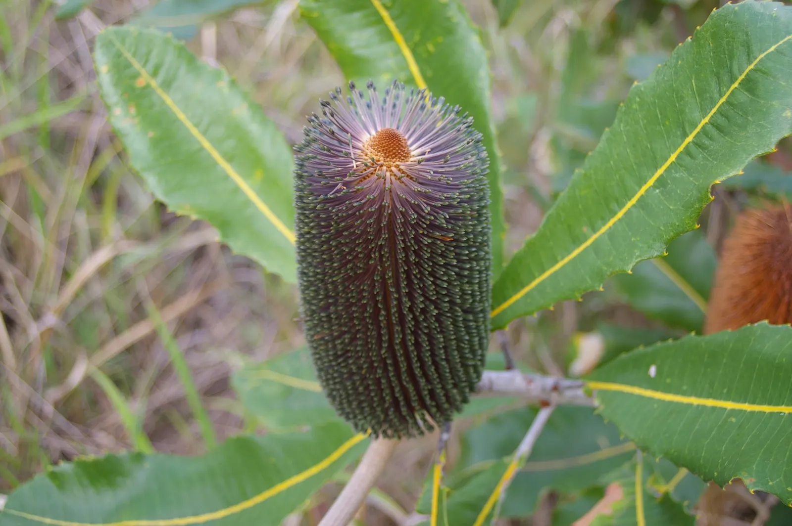 Coast Banksia (Banksia Integrifolia) — Esteemed for its distinctive foliage and striking floral displays; provides year-round interest with its, image 117