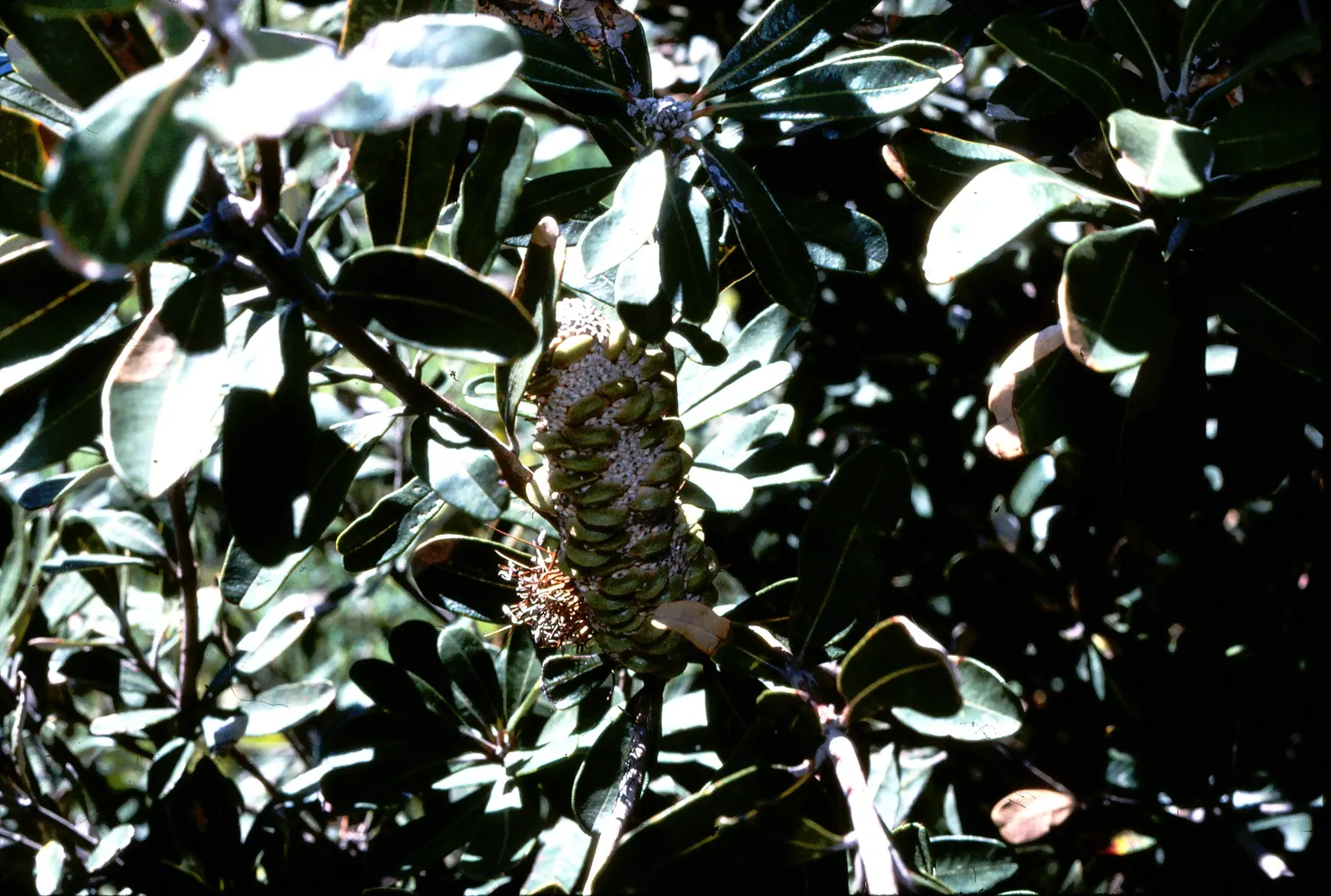 Coast Banksia (Banksia Integrifolia) — Esteemed for its distinctive foliage and striking floral displays