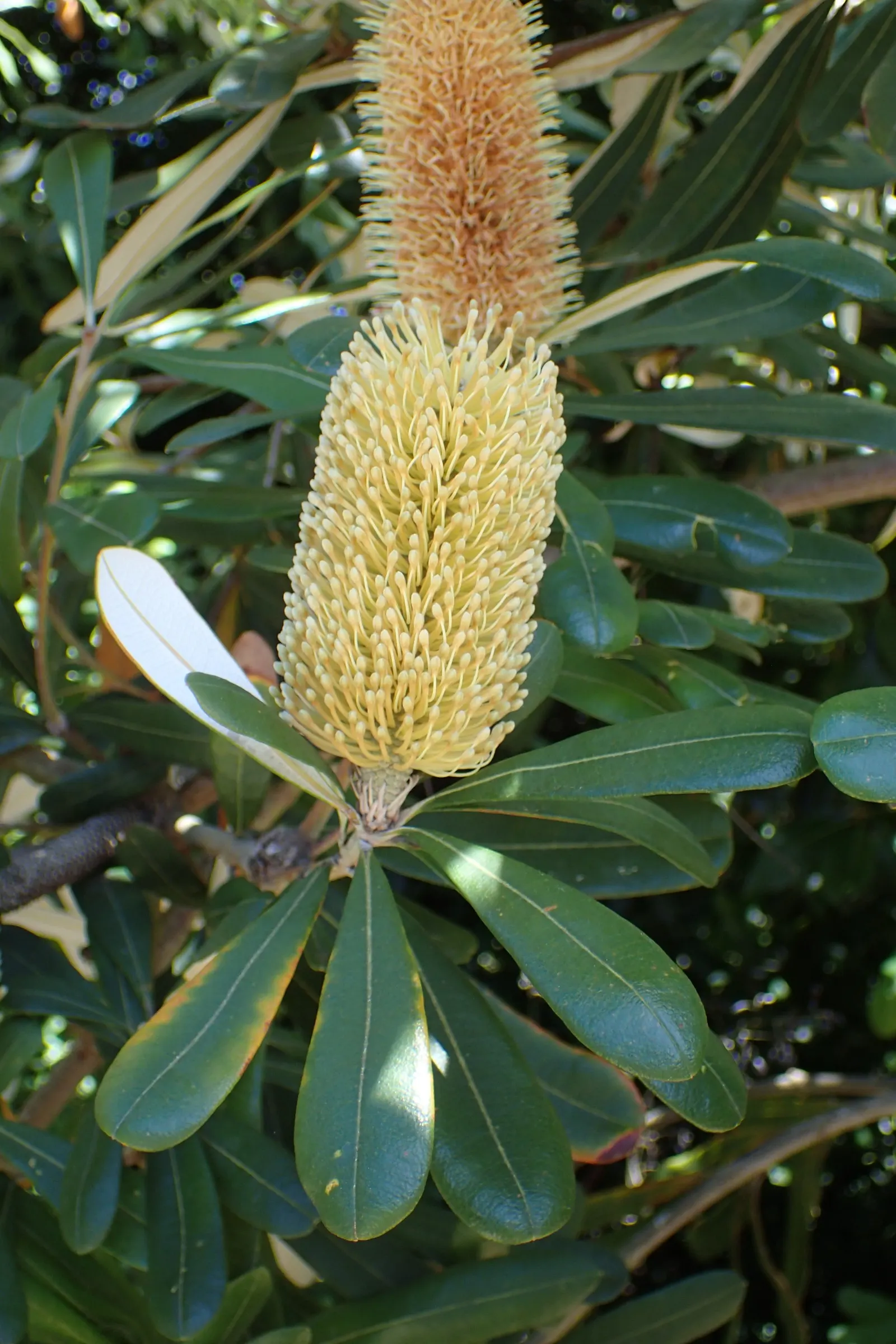Coast Banksia (Banksia Integrifolia) — evergreen tree native to Australia; it can soar to a majestic 70 feet, image 83