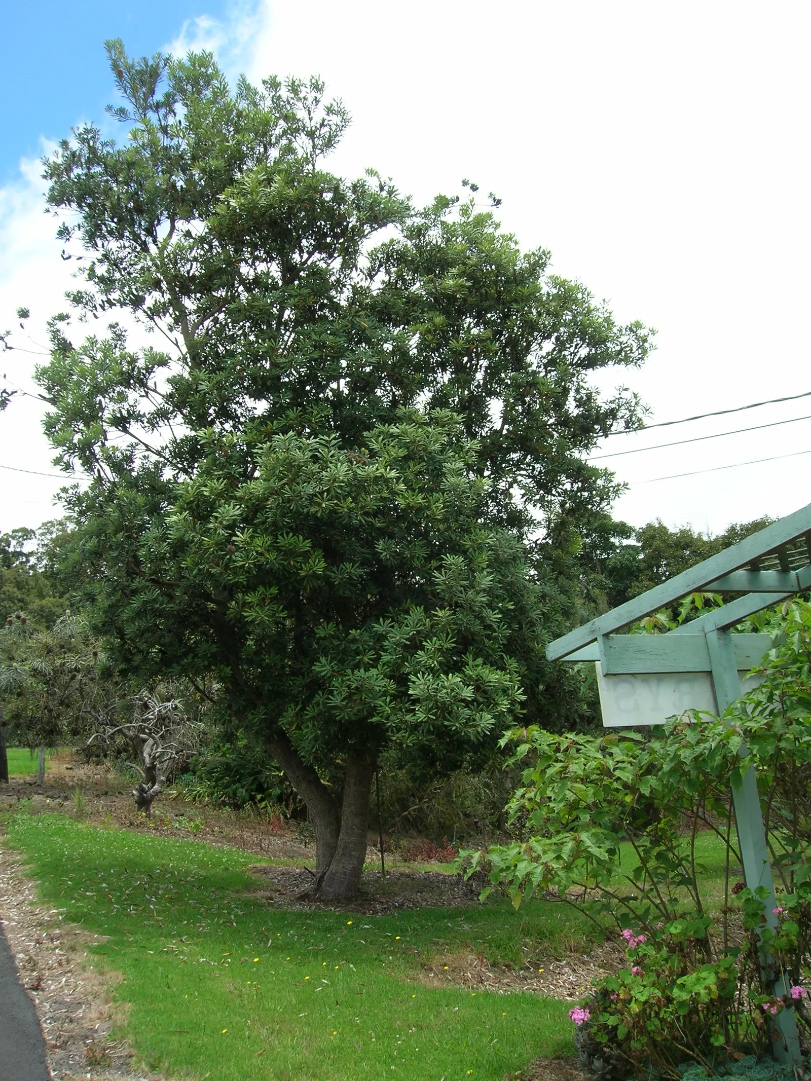 Coast Banksia (Banksia Integrifolia) — Flowering commonly occurs from late winter to midsummer