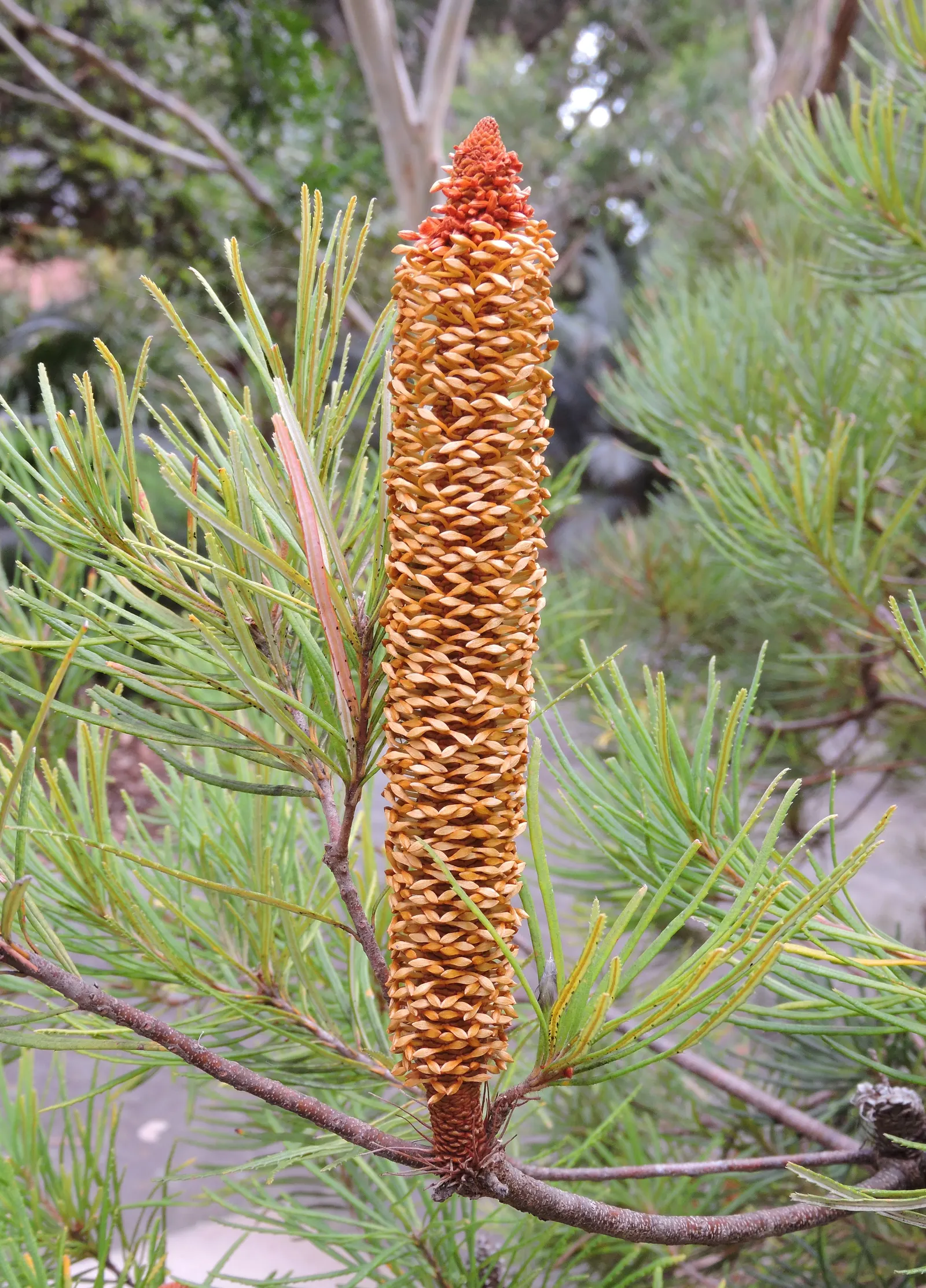 Coast Banksia (Banksia Integrifolia) — though in its natural habitat; offering a striking contrast that catches the eye, image 118