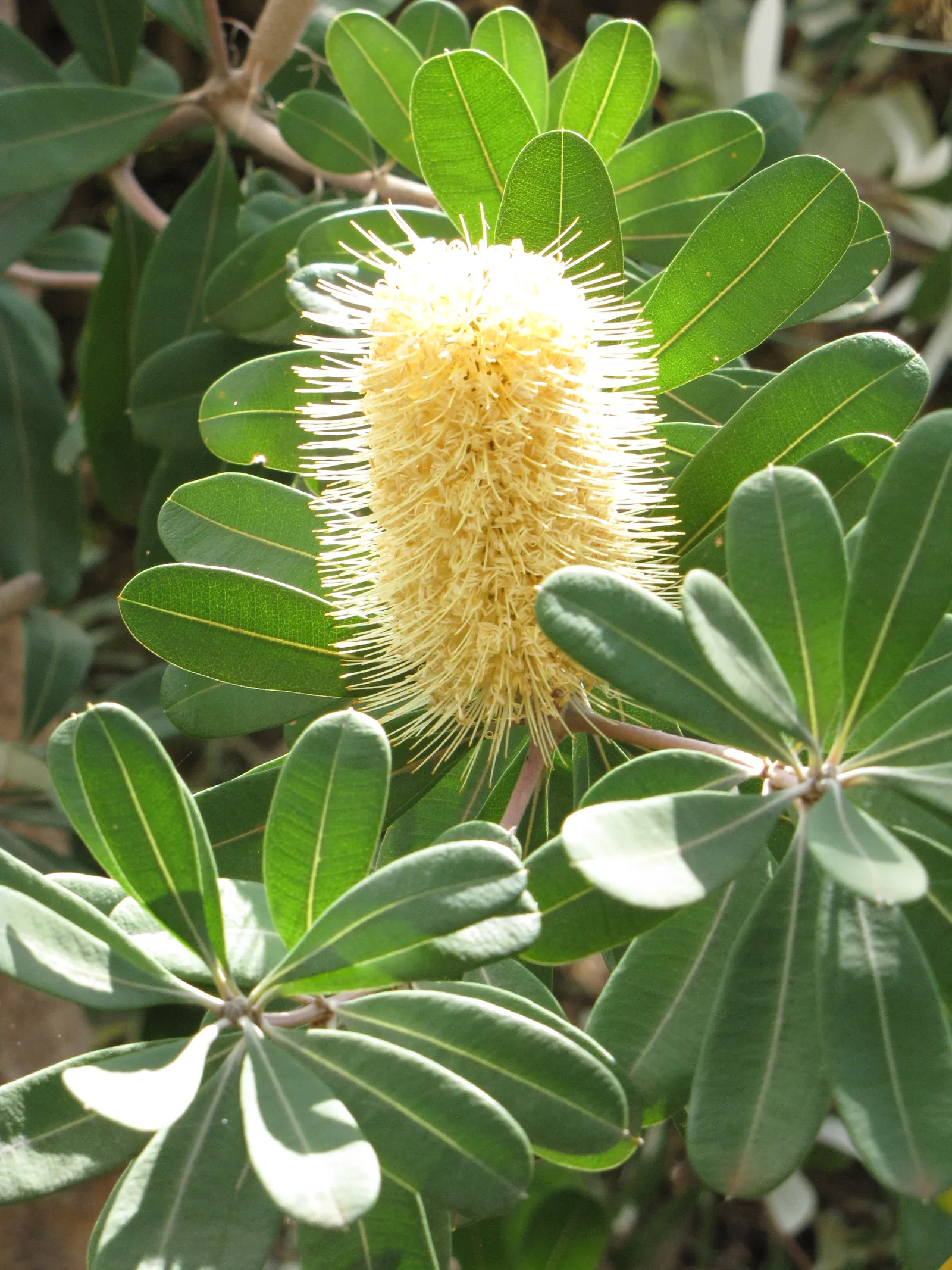 Coast Banksia (Banksia Integrifolia) — It is resilient to salt spray and wind, making it an excellent choice for coastal landscapes