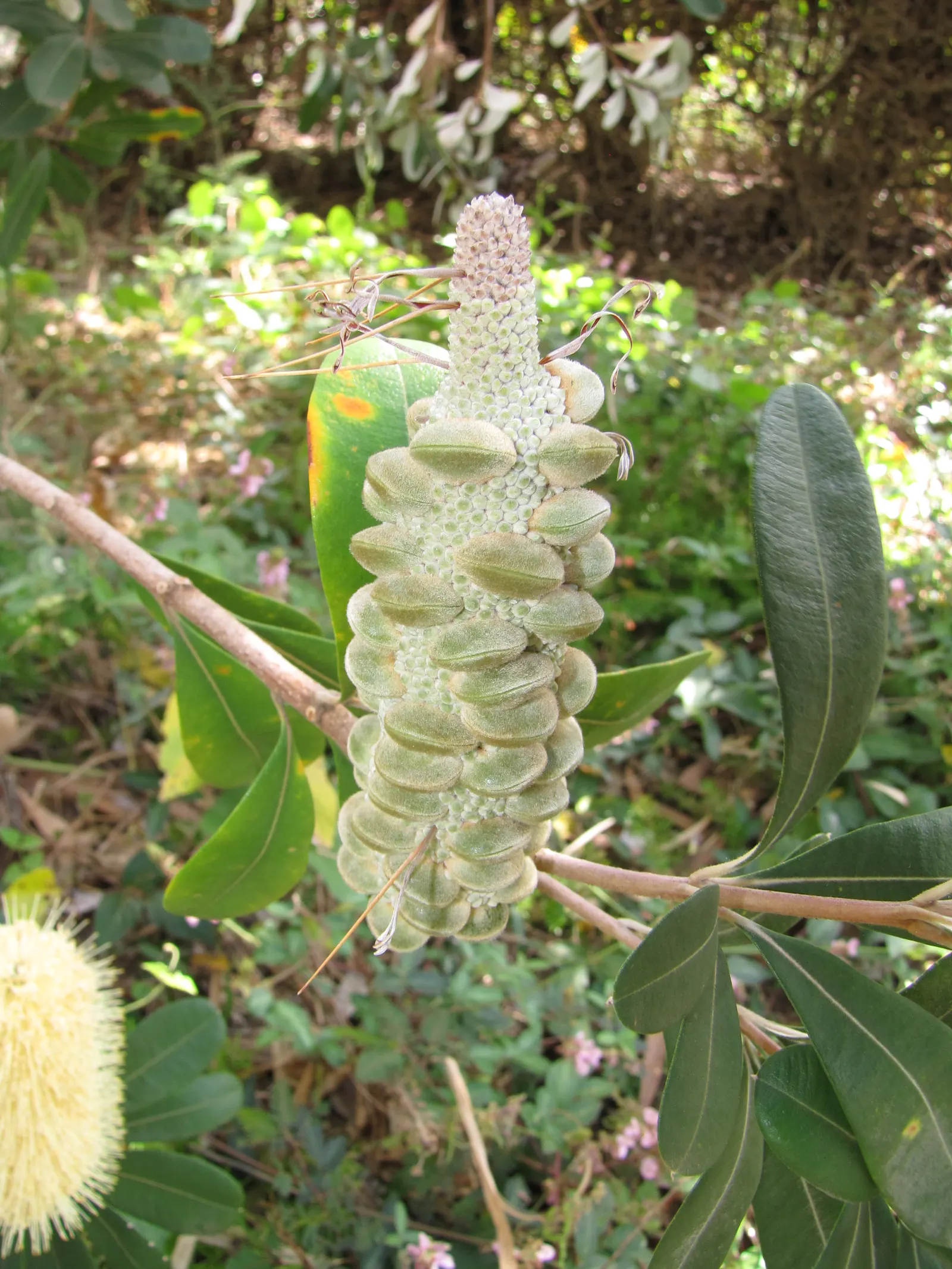 Coast Banksia (Banksia Integrifolia) — This makes it a sustainable choice that adds both ecological value and aesthetic appeal to any garden, image 132