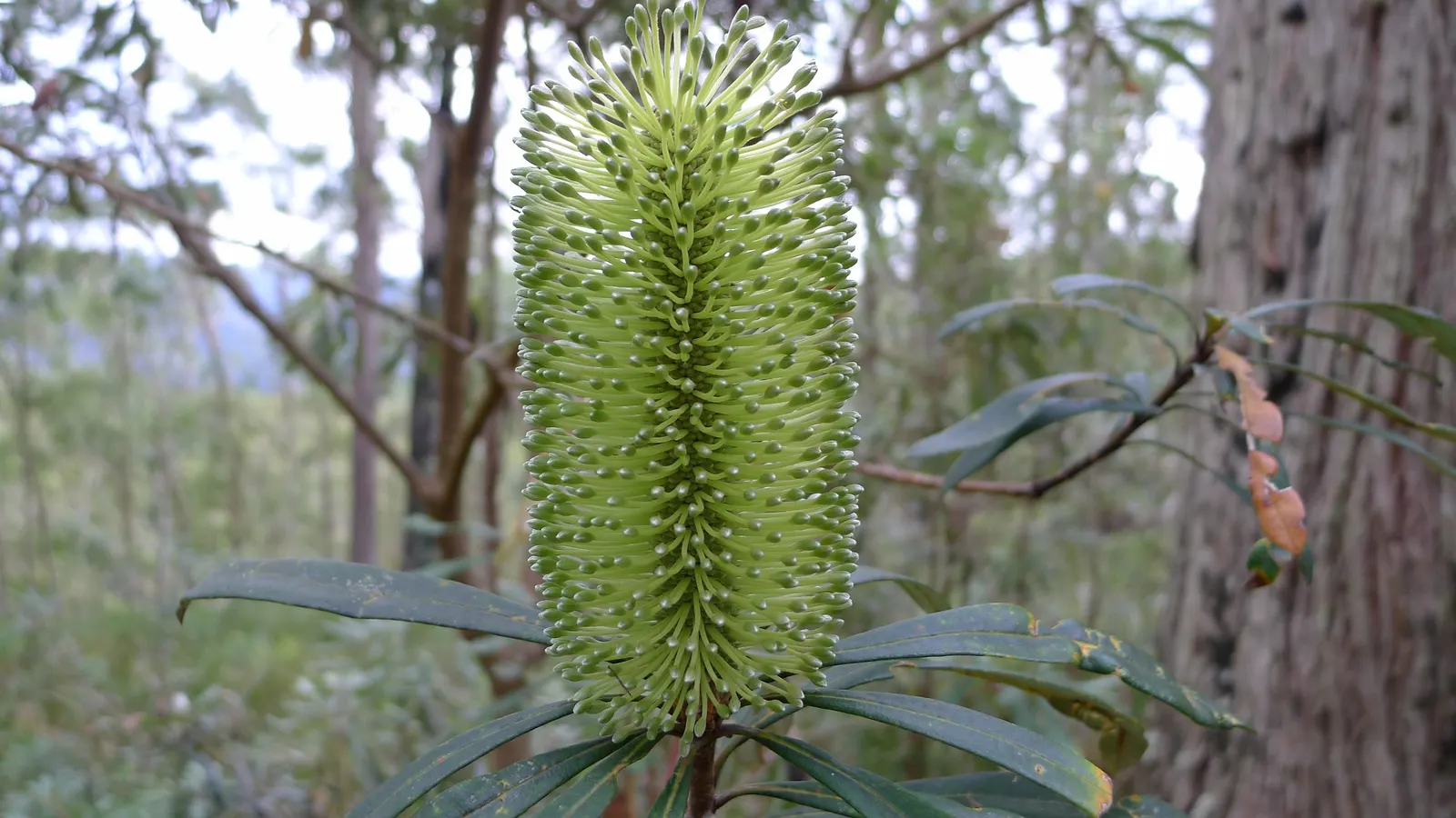 Coast Banksia (Banksia Integrifolia) — evergreen tree native to Australia; it can soar to a majestic 70 feet, image 56