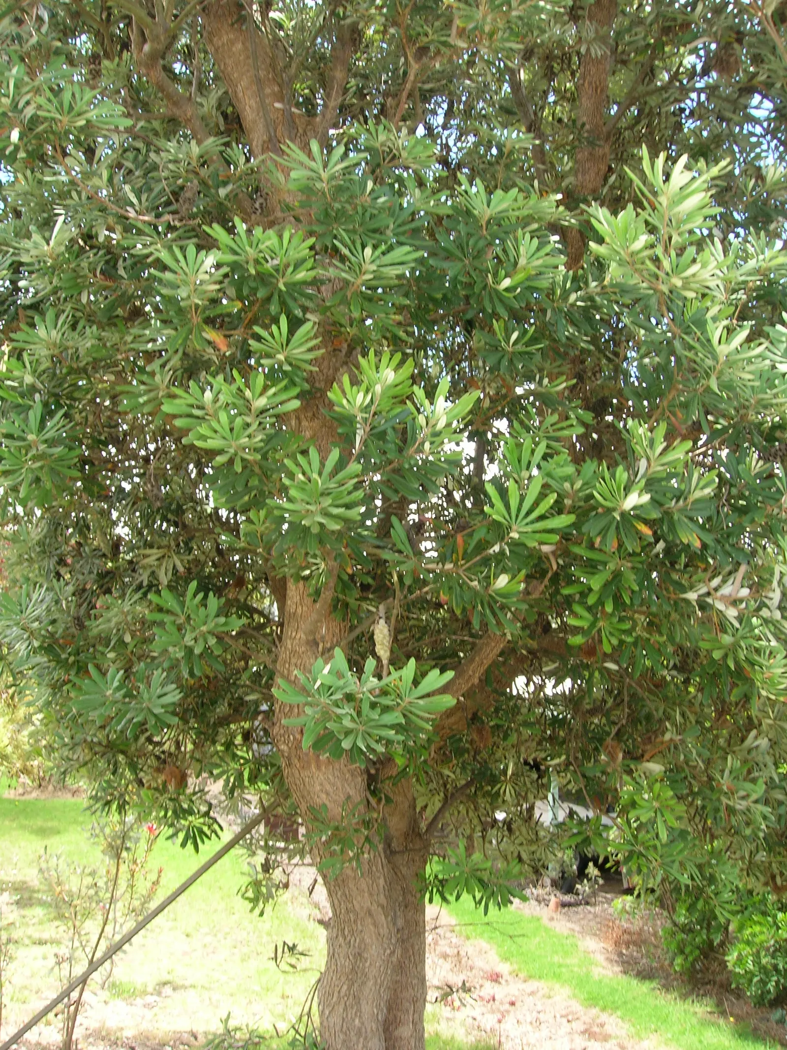 Coast Banksia (Banksia Integrifolia) — though in its natural habitat; offering a striking contrast that catches the eye, image 91