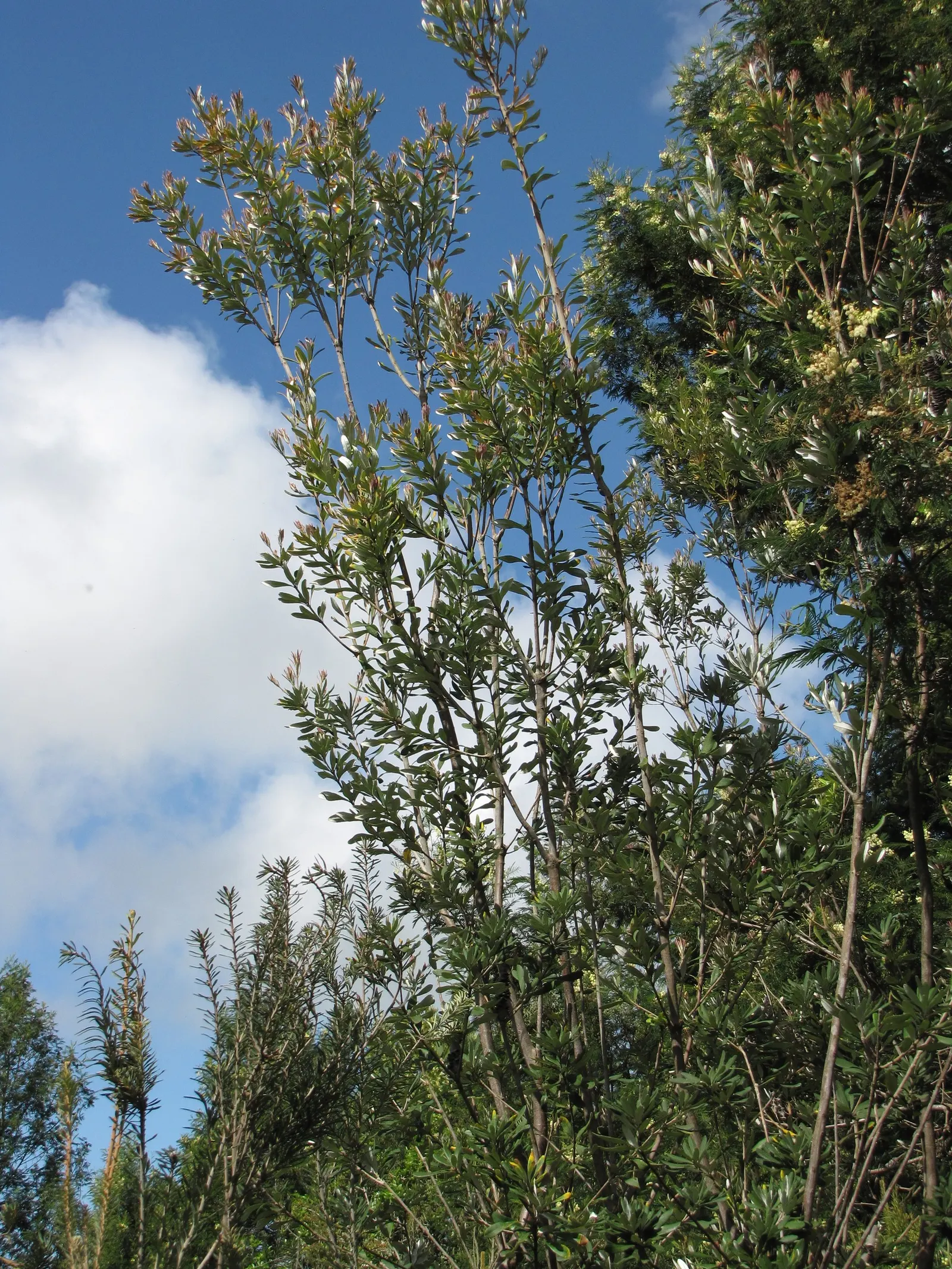 Coast Banksia (Banksia Integrifolia) — it's worth noting that Banksia integrifolia is exceptionally drought tolerant once established; which resemble upright