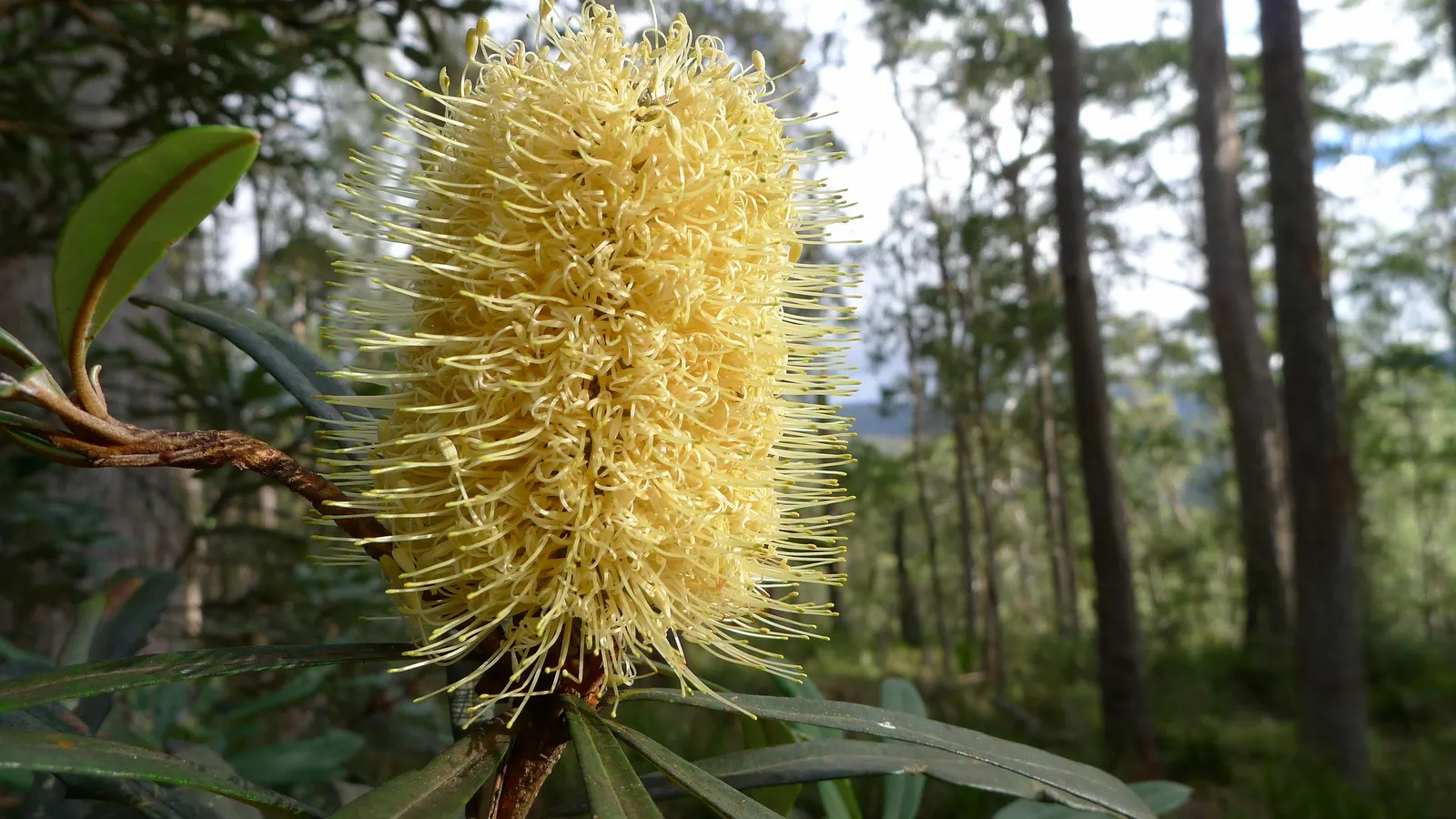 Coast Banksia (Banksia Integrifolia) — Its pale yellow flower spikes, 4-12 inches long, bloom in fall/spring, attracting pollinators; yellow, image 112