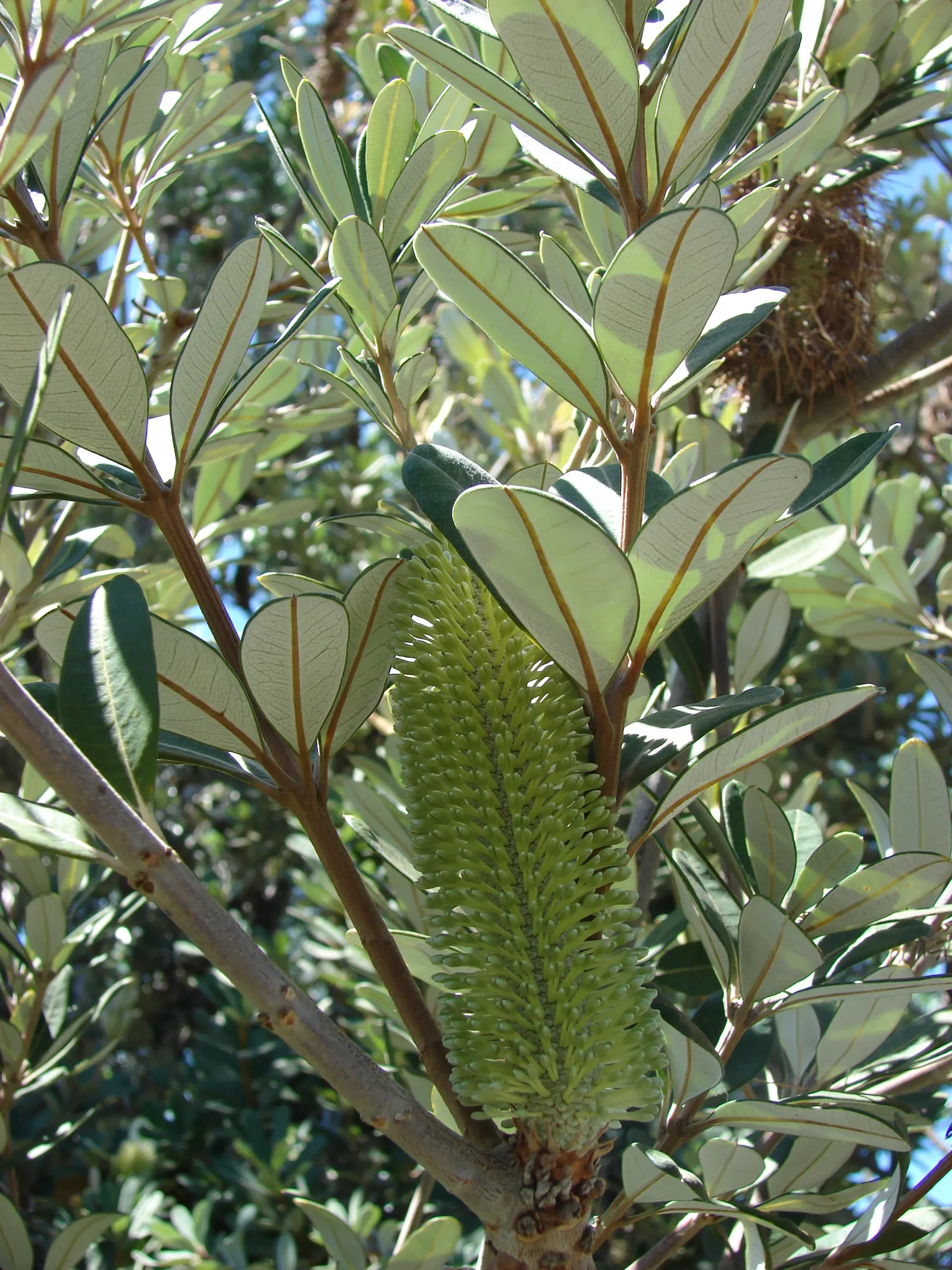 Coast Banksia (Banksia Integrifolia) — it's worth noting that Banksia integrifolia is exceptionally drought tolerant once established; which, image 76