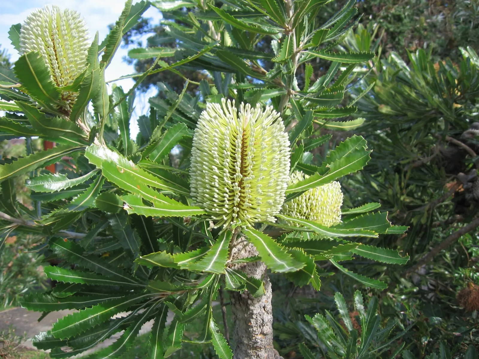 Coast Banksia (Banksia Integrifolia) — including birds and bees.<br><br>Adaptable to a range of soils; evergreen tree native to Australia, image 74
