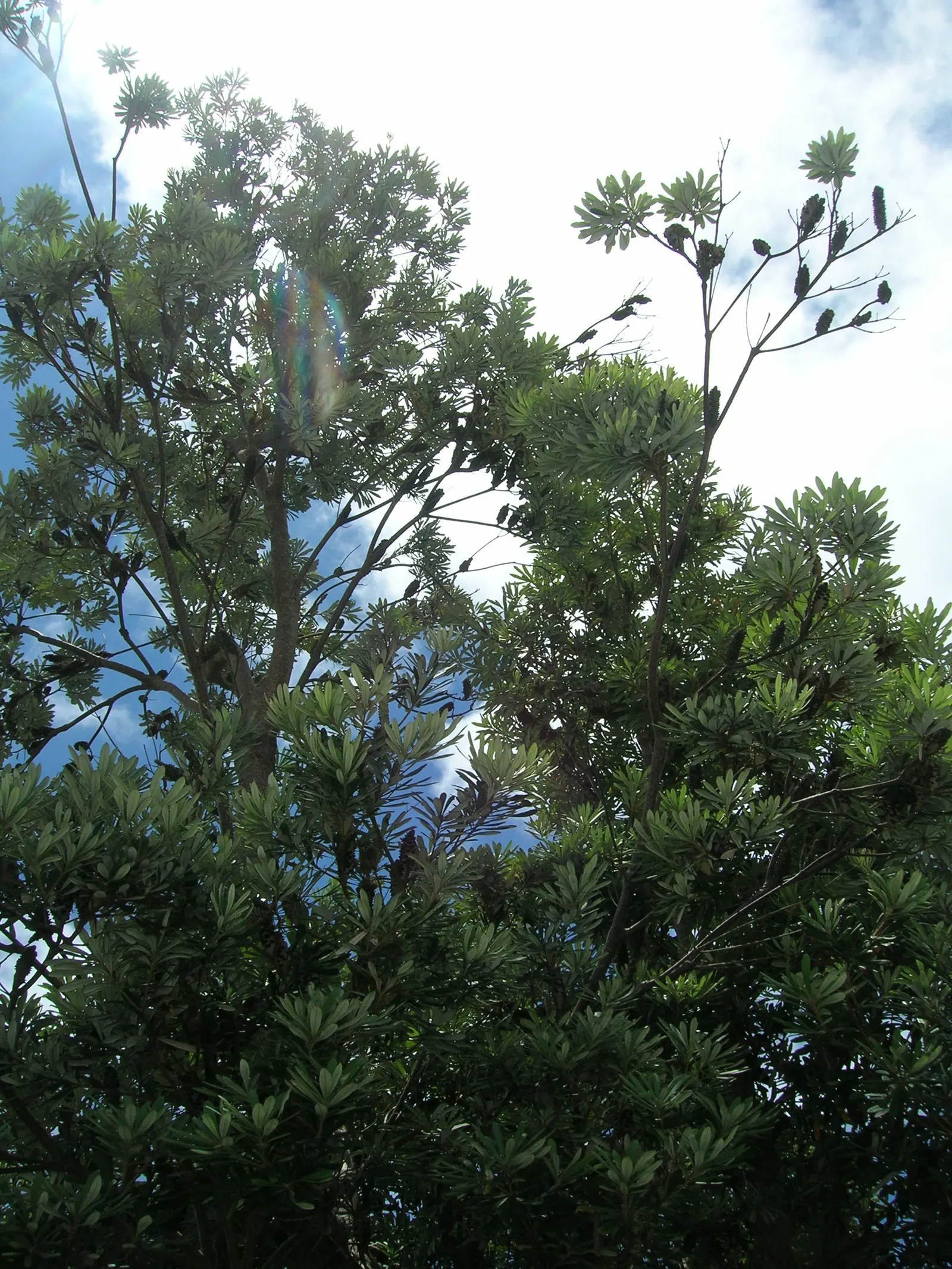 Coast Banksia (Banksia Integrifolia) — including birds and bees.<br><br>Adaptable to a range of soils; evergreen tree native to Australia