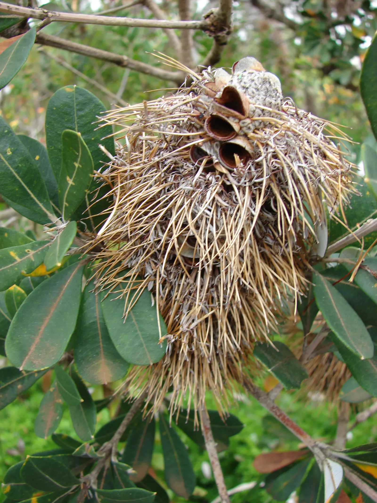 Coast Banksia (Banksia Integrifolia) — though in its natural habitat
