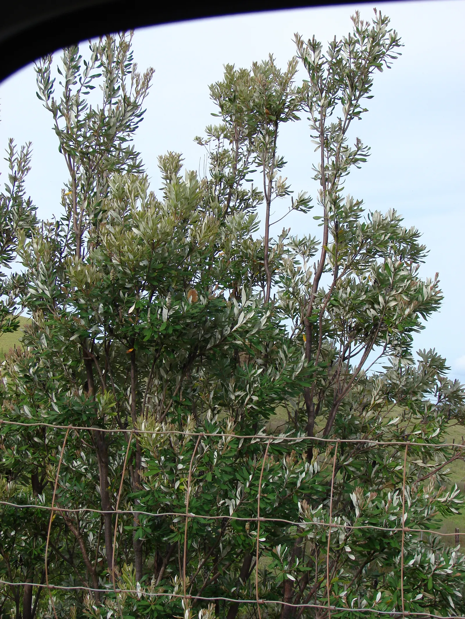 Coast Banksia (Banksia Integrifolia) — requiring minimal additional watering and care, image 50