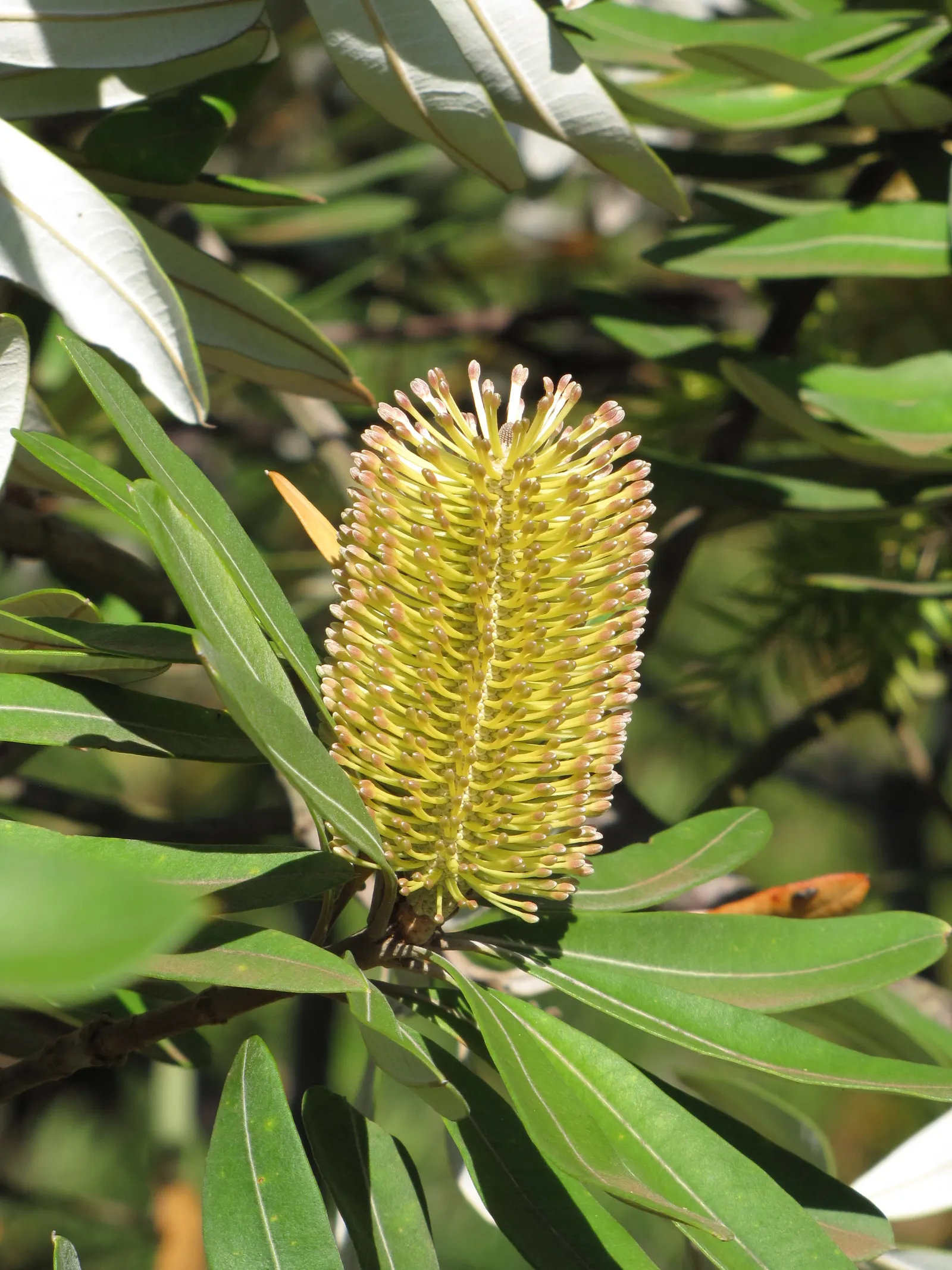 Coast Banksia (Banksia Integrifolia) — Adaptable to various climates, it tolerates salt spray, making it ideal for coastal landscapes, image 59