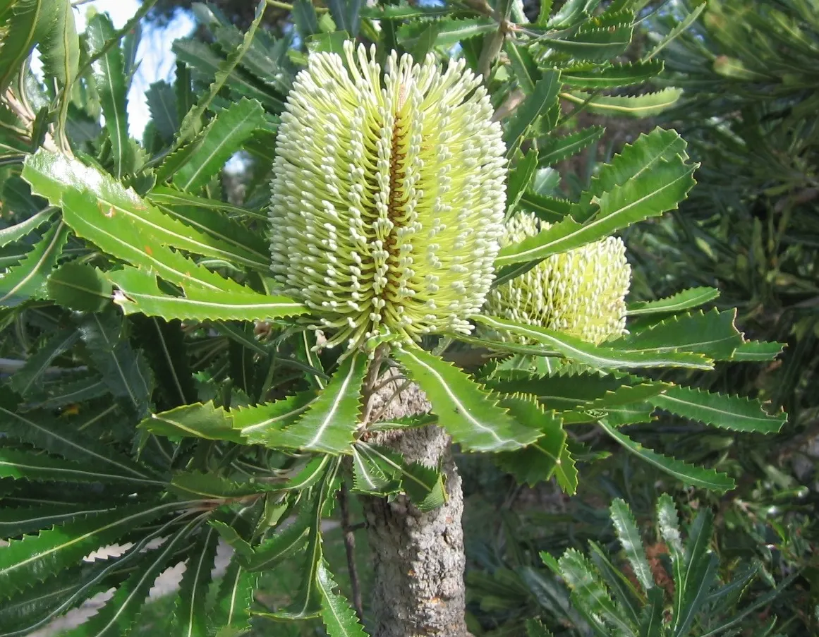 Coast Banksia (Banksia Integrifolia) — It is resilient to salt spray and wind, making it an excellent choice for coastal landscapes; esteemed for, image 75