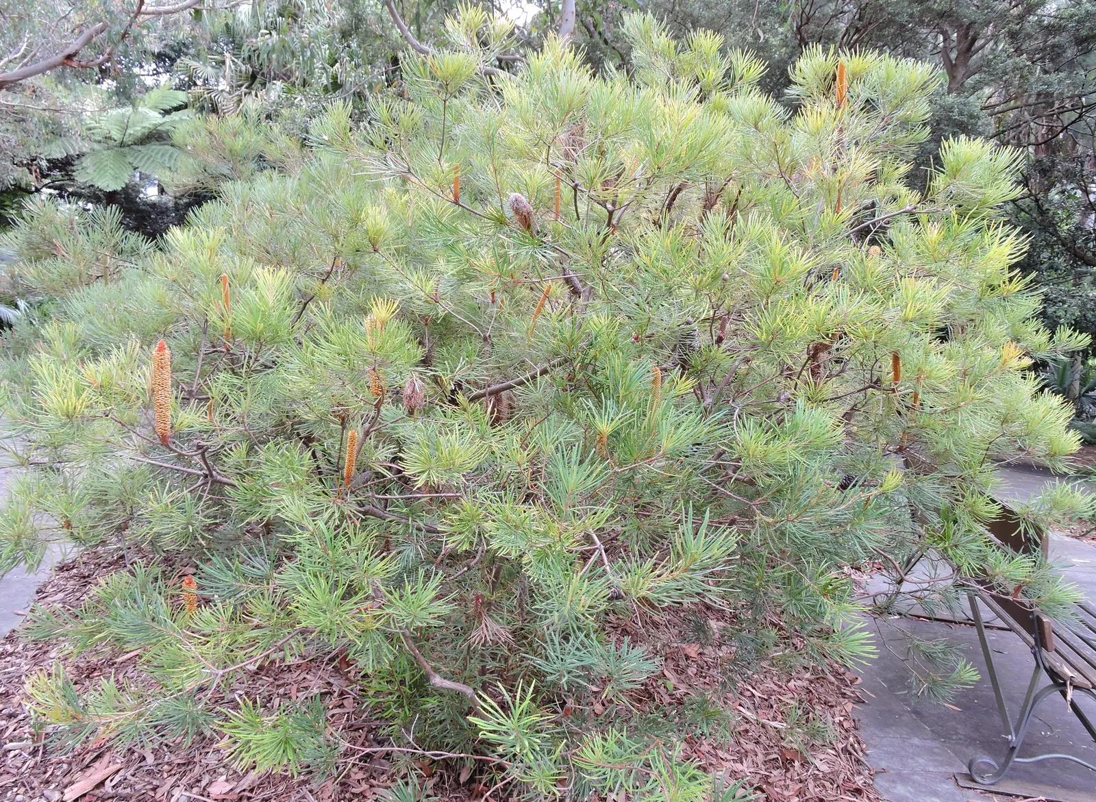 Coast Banksia (Banksia Integrifolia) — evergreen tree native to Australia; it can soar to a majestic 70 feet, image 110