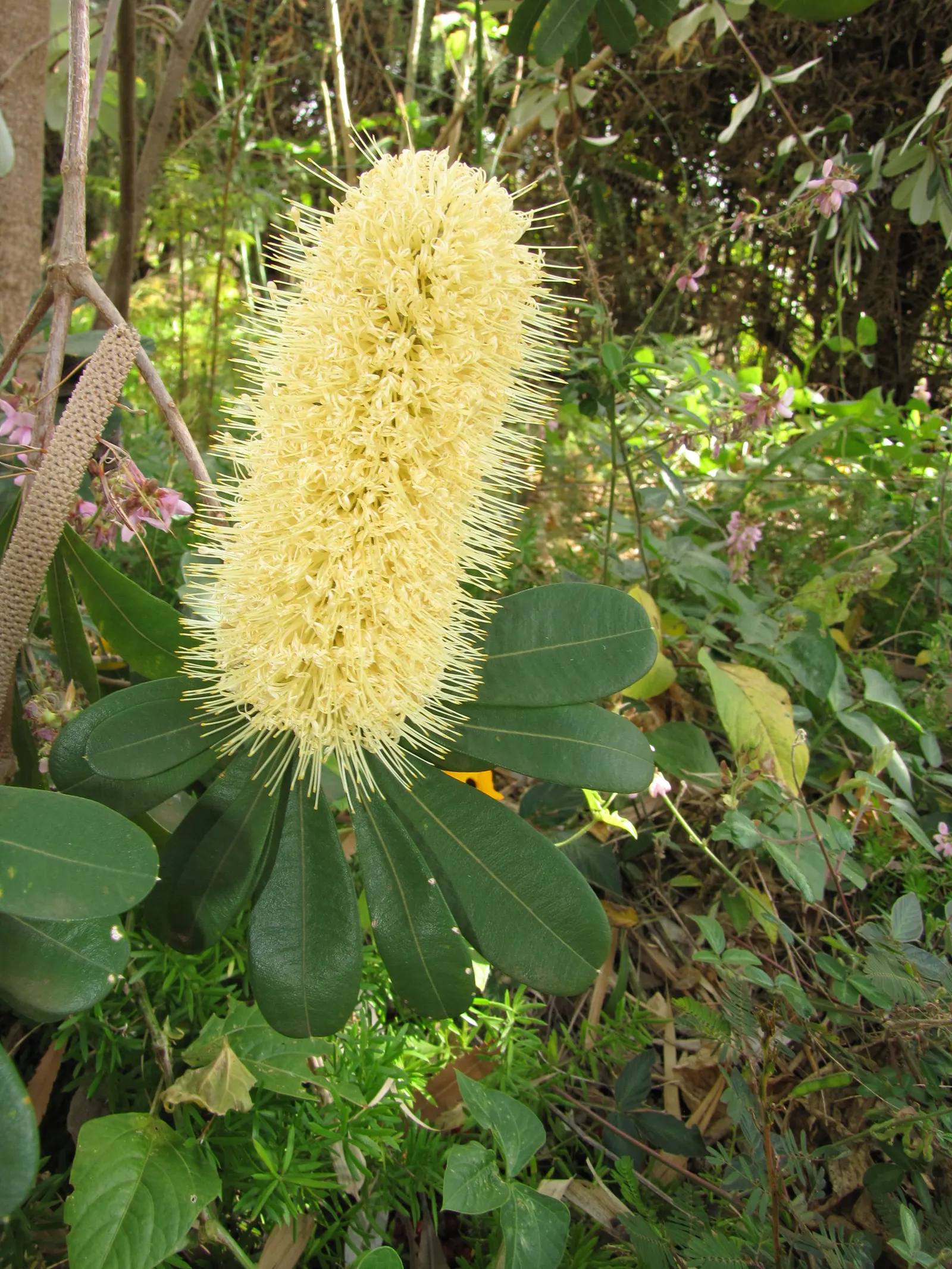 Coast Banksia (Banksia Integrifolia) — Provides year-round interest with its distinctive seed cones and textural foliage; the leaves of the Coast, image 60